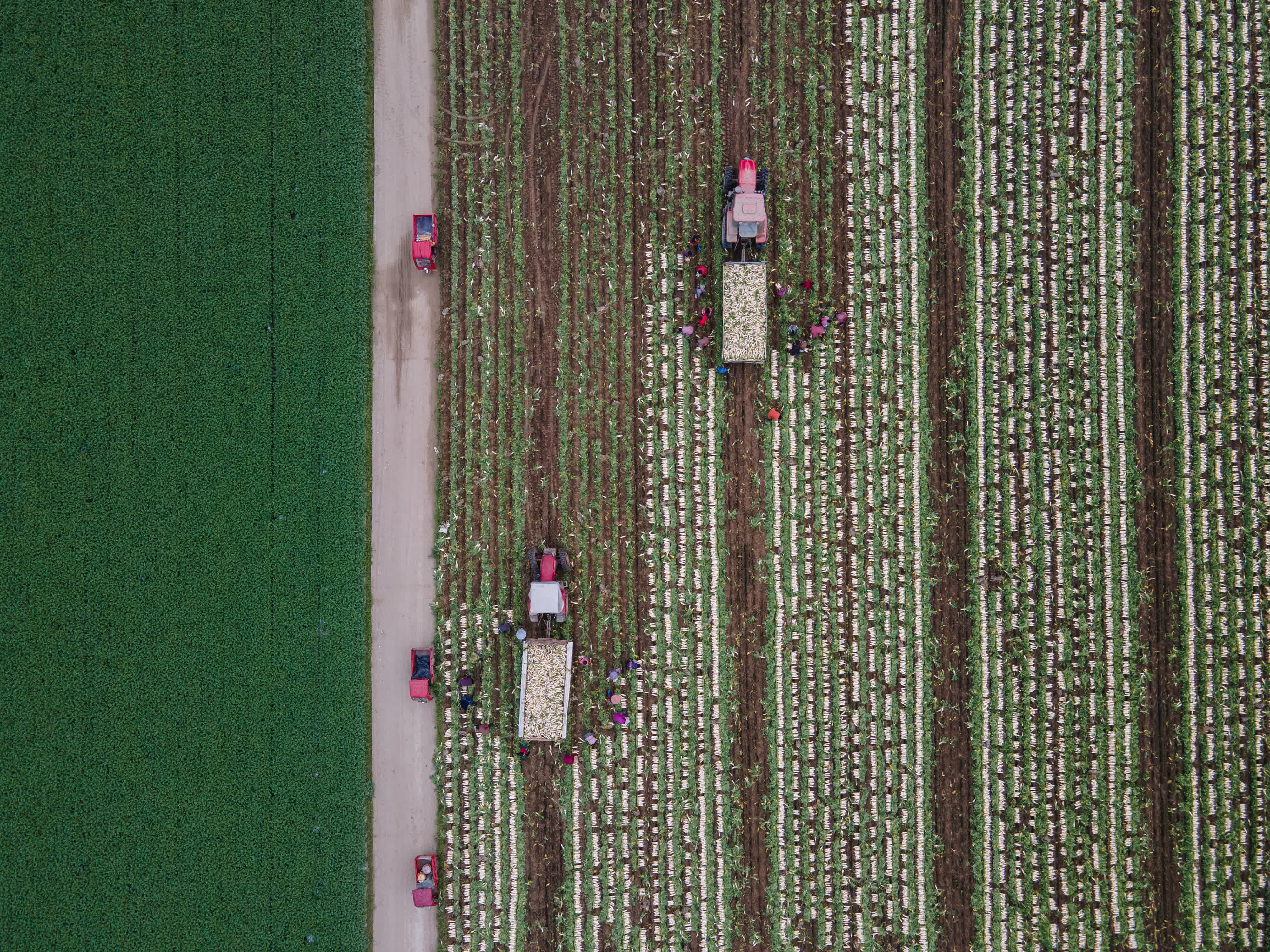  12月5日，在重慶市合川區太和鎮，村民們在重慶市康東蔬菜種植股份合作社將收穫的白蘿蔔裝車（無人機照片）。（新華社）
