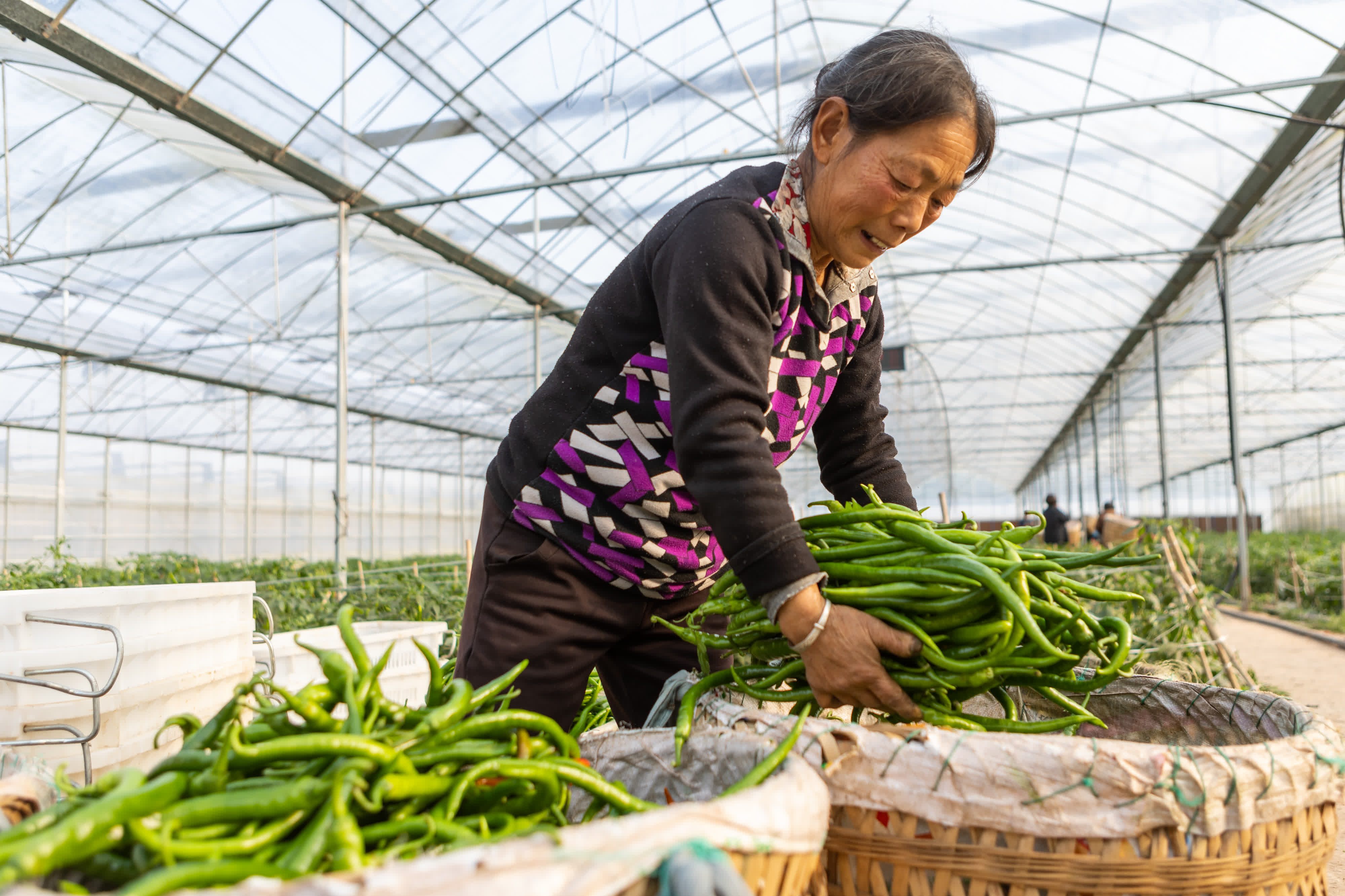 12月5日，在重慶市合川區太和鎮，村民在一個蔬菜種植基地整理采收的二荊條辣椒。（新華社）