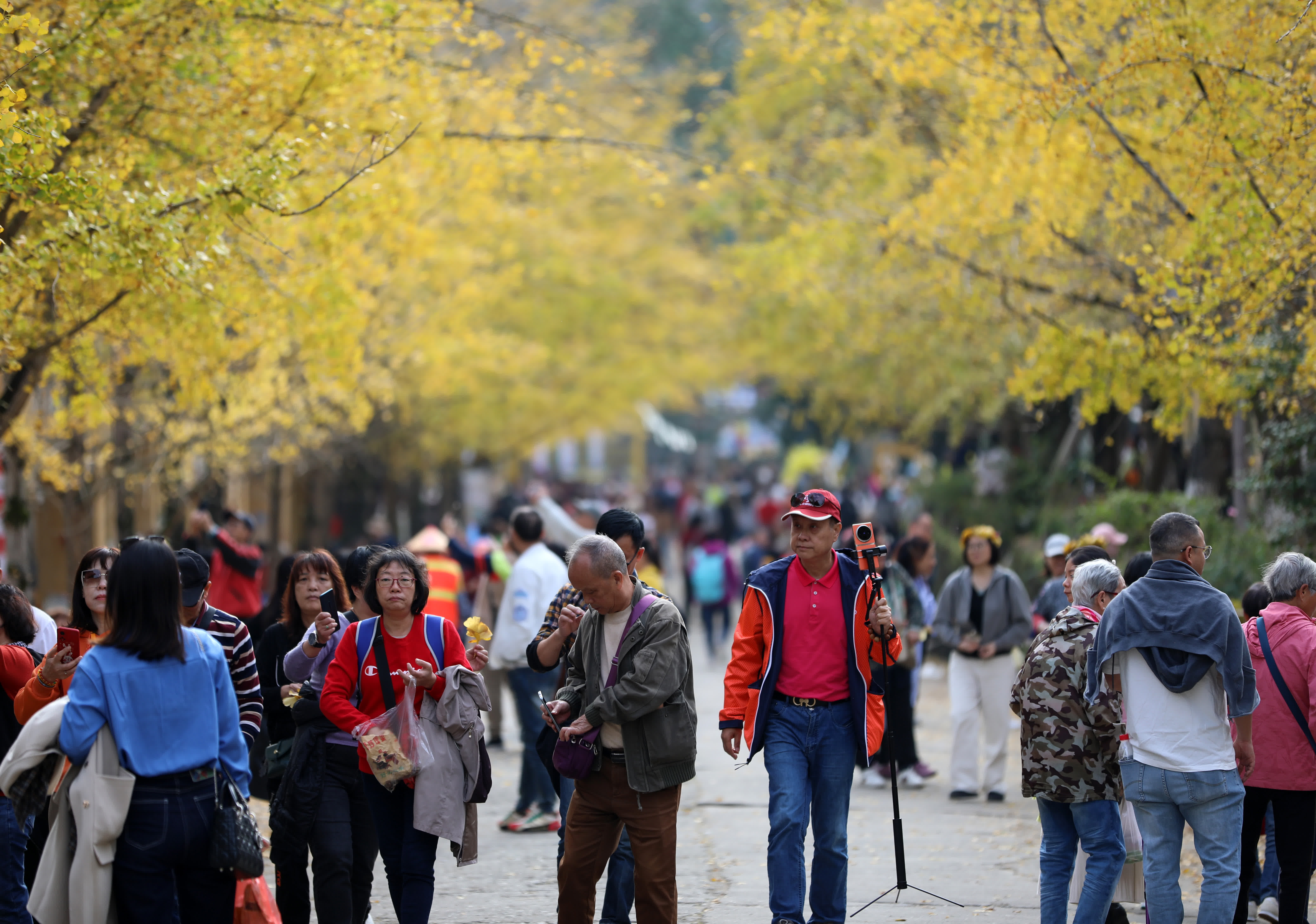 12月6日，遊客在廣東帽子峰旅遊景區觀賞銀杏。（新華社）