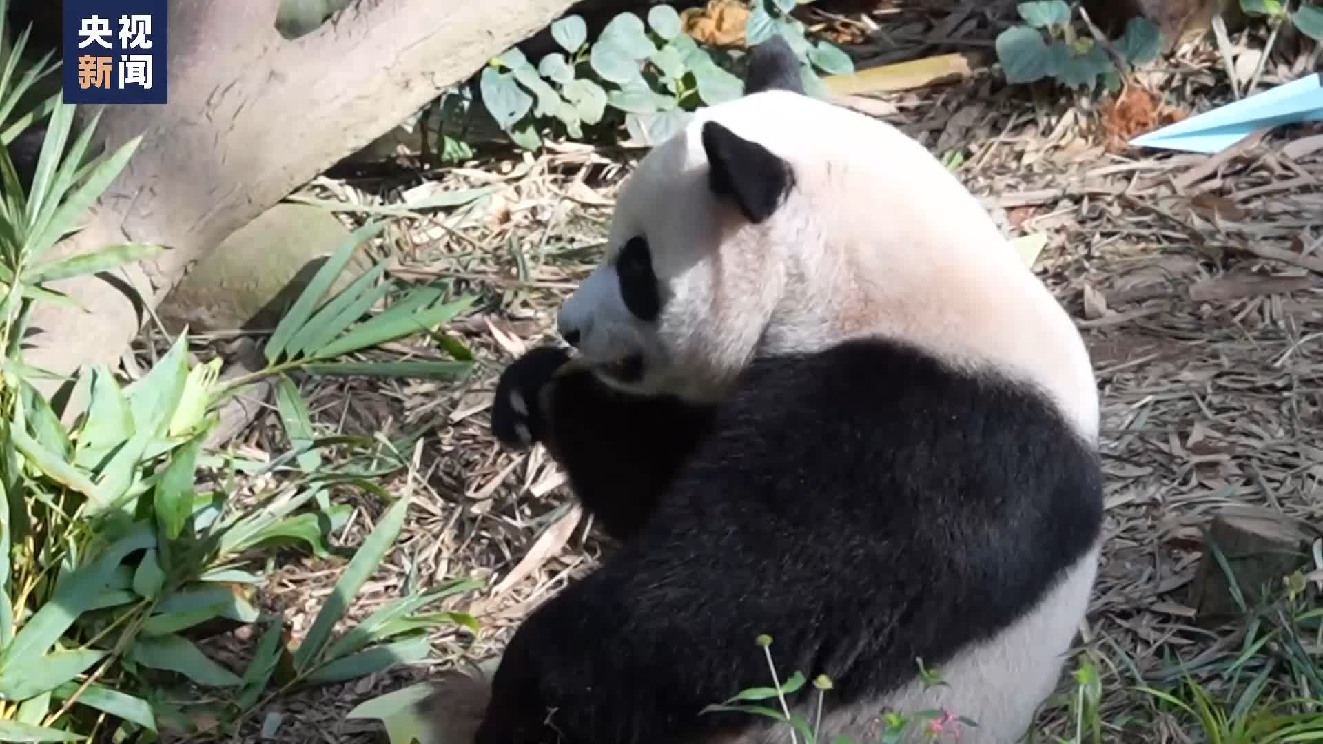 大熊貓叻叻即將回國　新加坡舉行歡送儀式