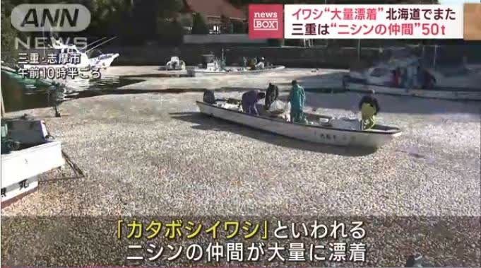已经接管85噸！日本一漁港發現大批去世魚