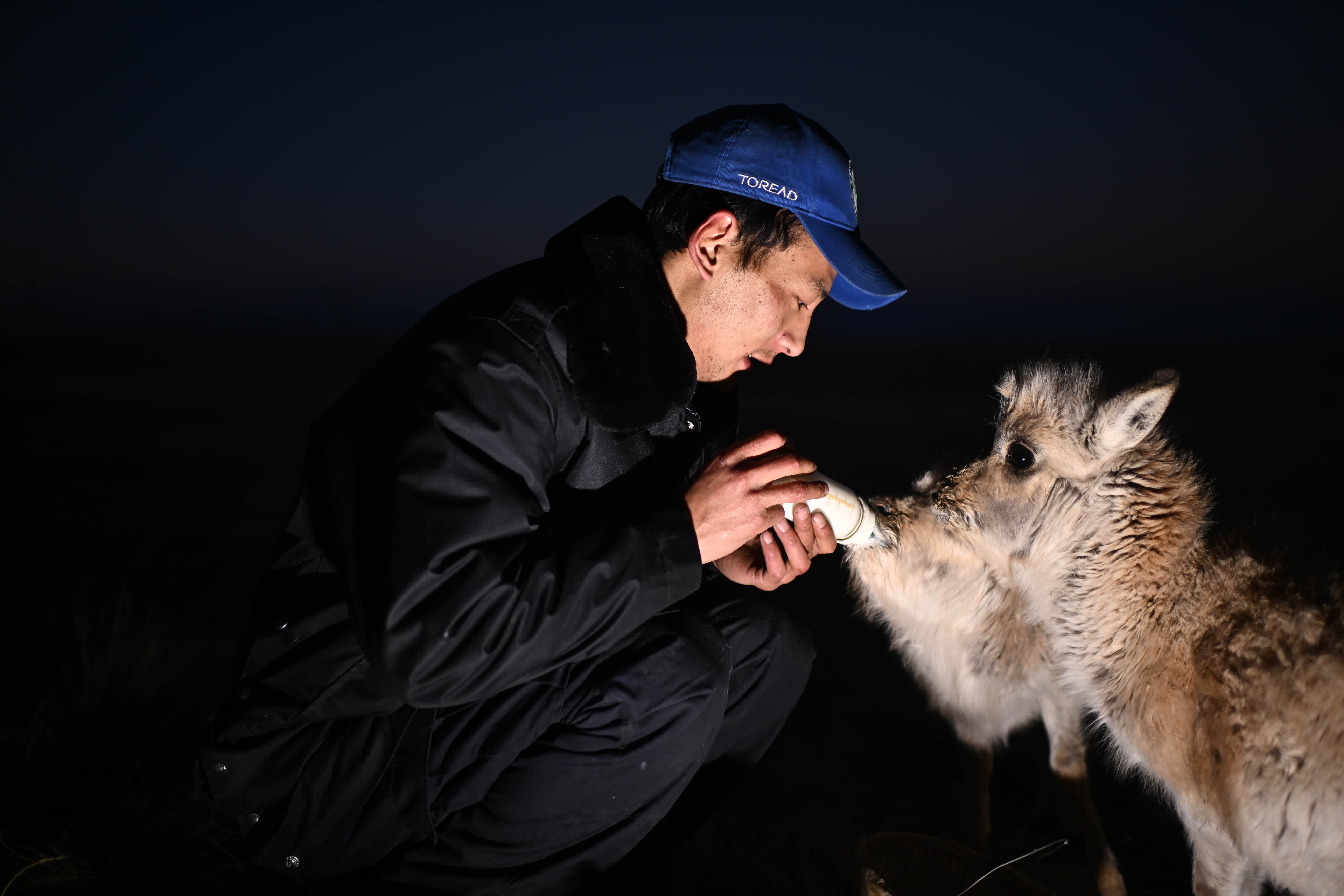 可可西里巡山隊員才文多傑在索南達傑保護站內給被救助的藏羚羊幼仔餵奶（1月18日攝）。（新華社）