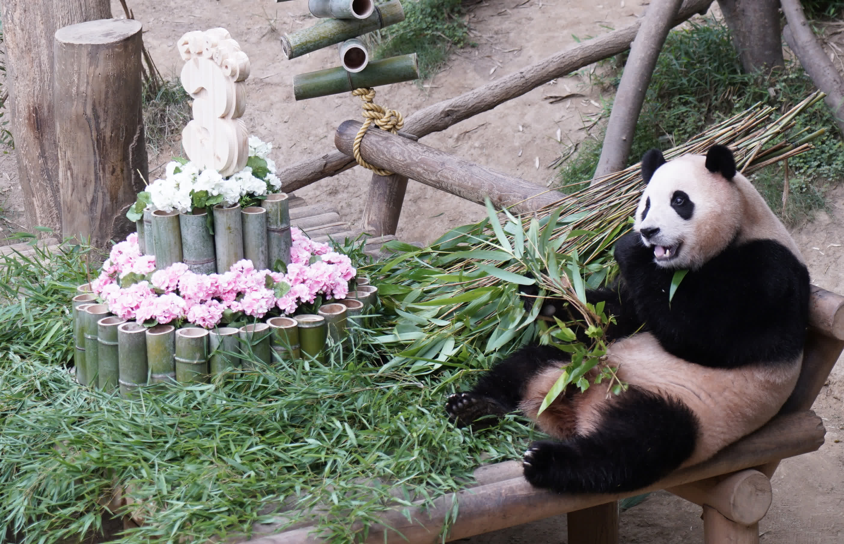 韓國將為大熊貓「福寶」拍攝電影《再見，爺爺》　計劃往年上映