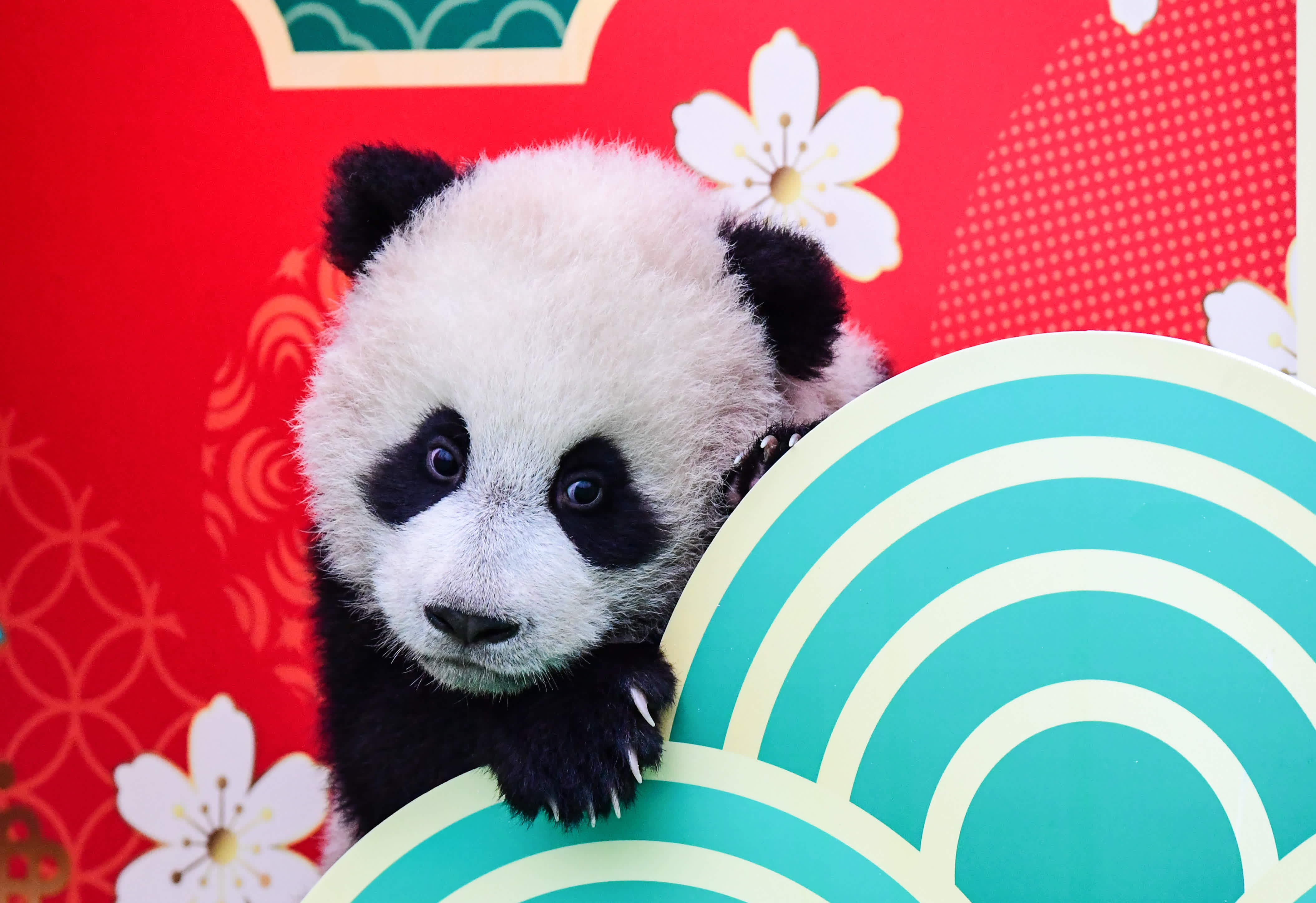 這是2月4日在中國大熊貓保護研究中心臥龍神樹坪基地拍攝的大熊貓寶寶。（新華社）