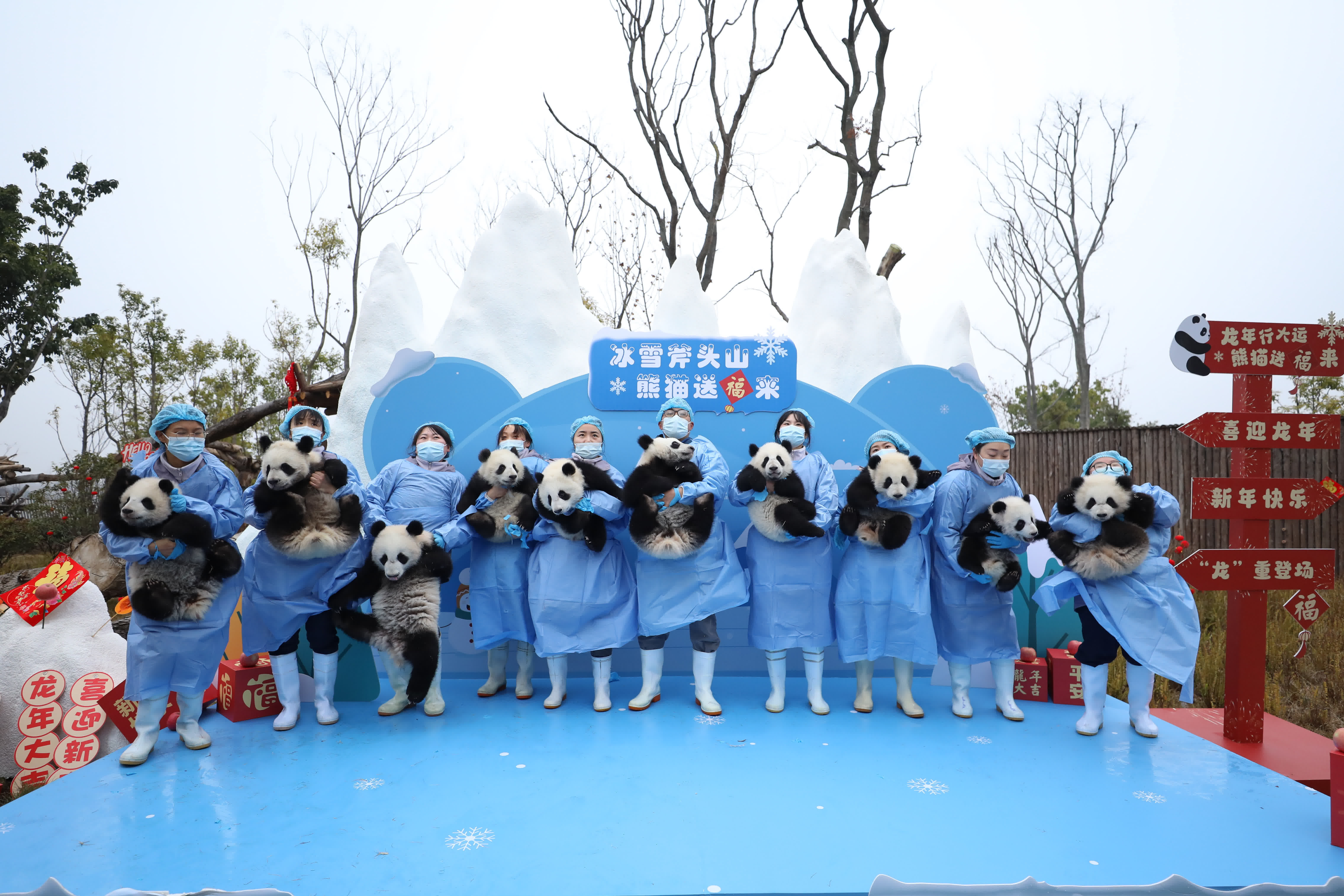 在成都大熊貓繁育研究基地星星產房，工作人員抱着大熊貓寶寶亮相（2月2日攝）。（新華社）