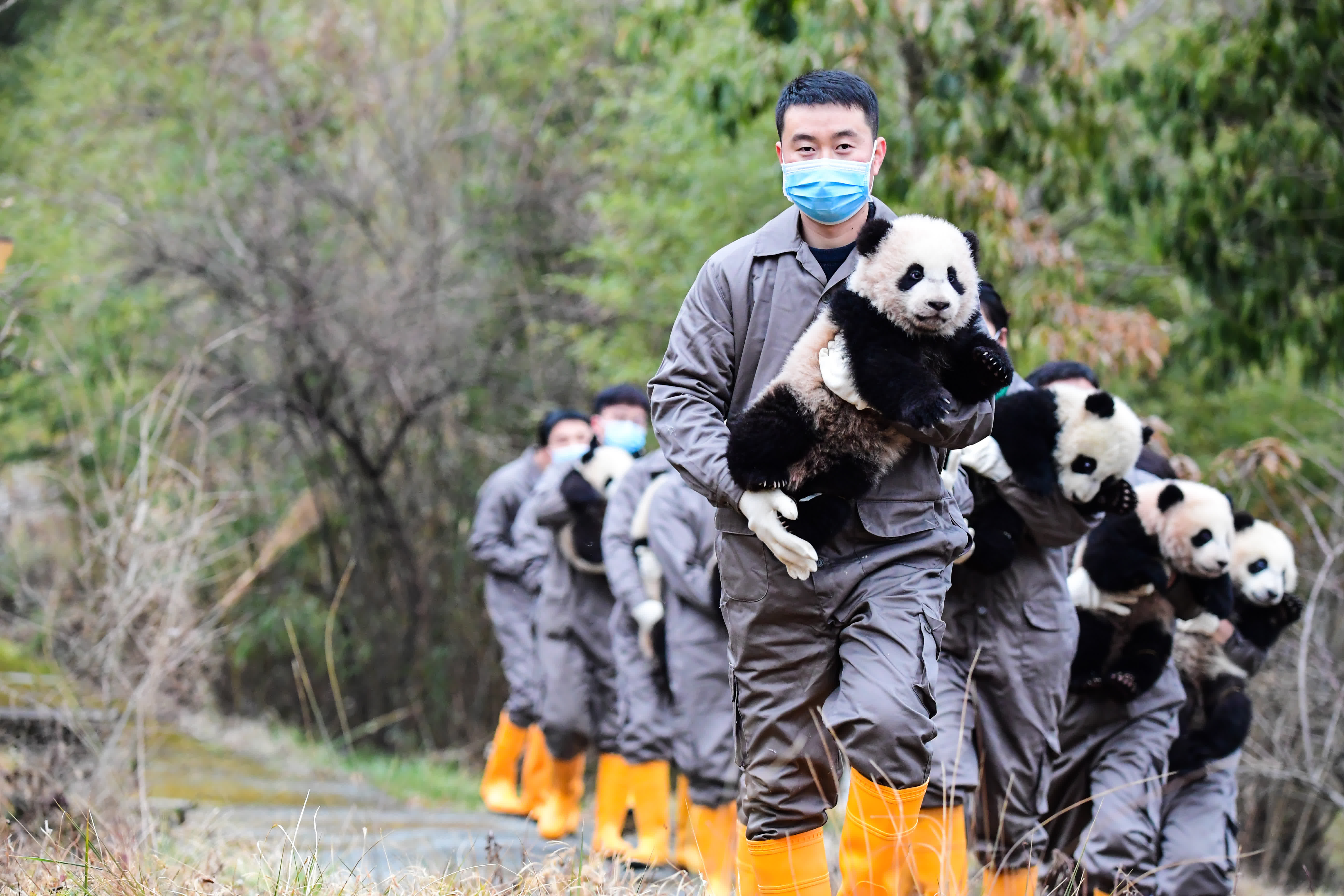 在中國大熊貓保護研究中心臥龍神樹坪基地，工作人員抱着大熊貓寶寶亮相（2月4日攝）。（新華社）