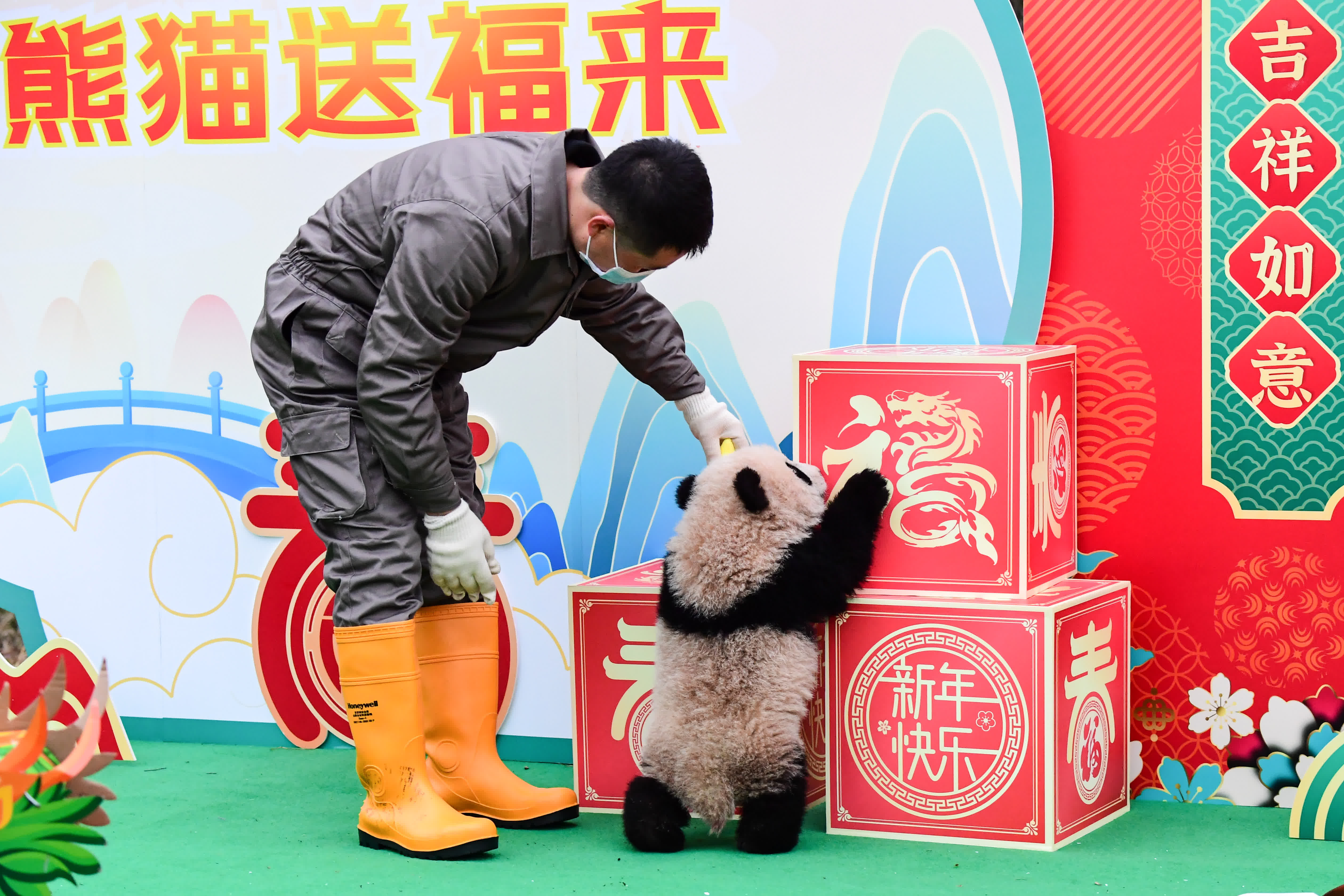 在中國大熊貓保護研究中心臥龍神樹坪基地，大熊貓寶寶亮相（2月4日攝）。（新華社）