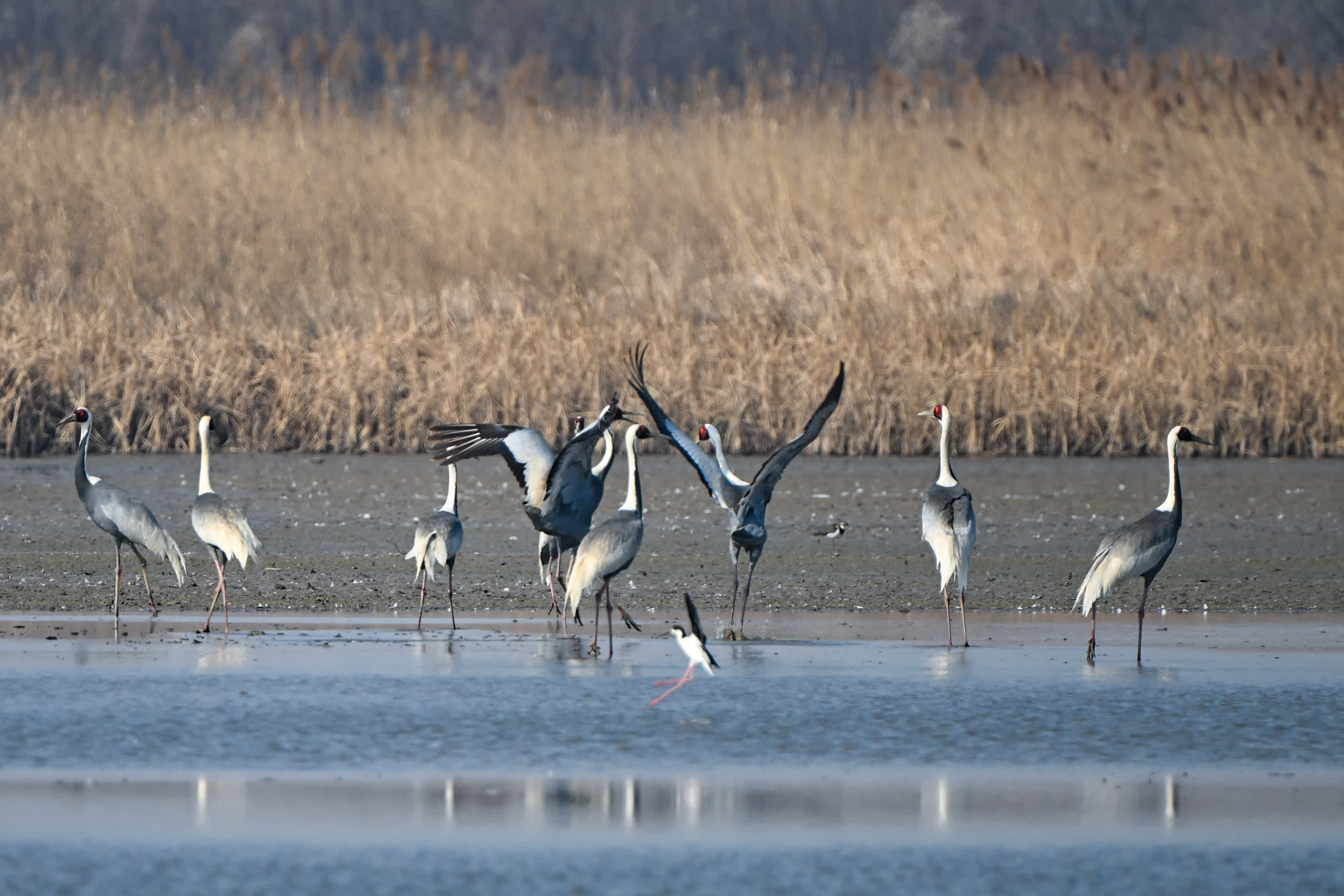 3月13日，白枕鶴在天津七里海濕地自然保護區內休憩覓食。（新華社）