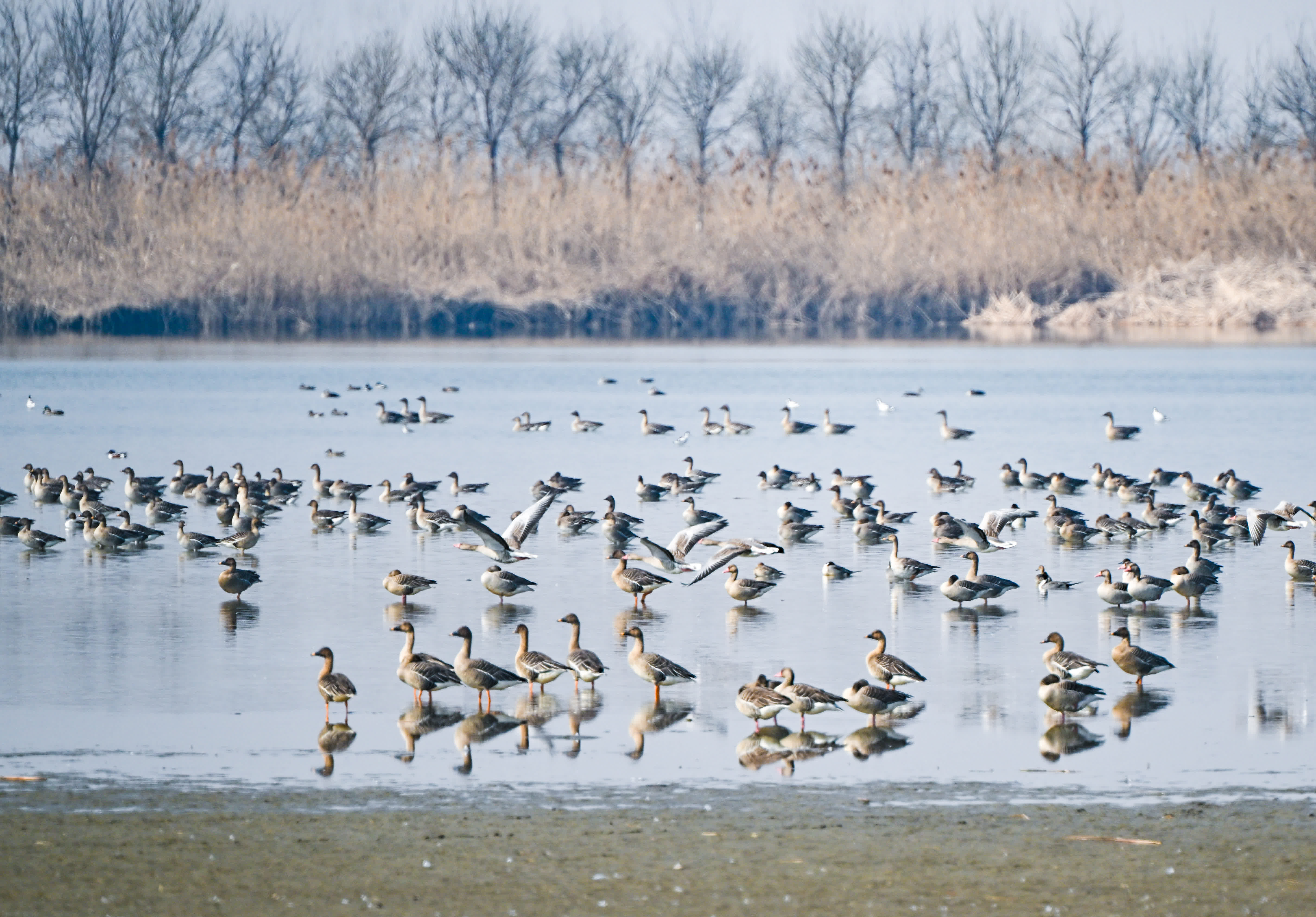 3月13日，候鳥在天津七里海濕地自然保護區內休憩覓食。（新華社）