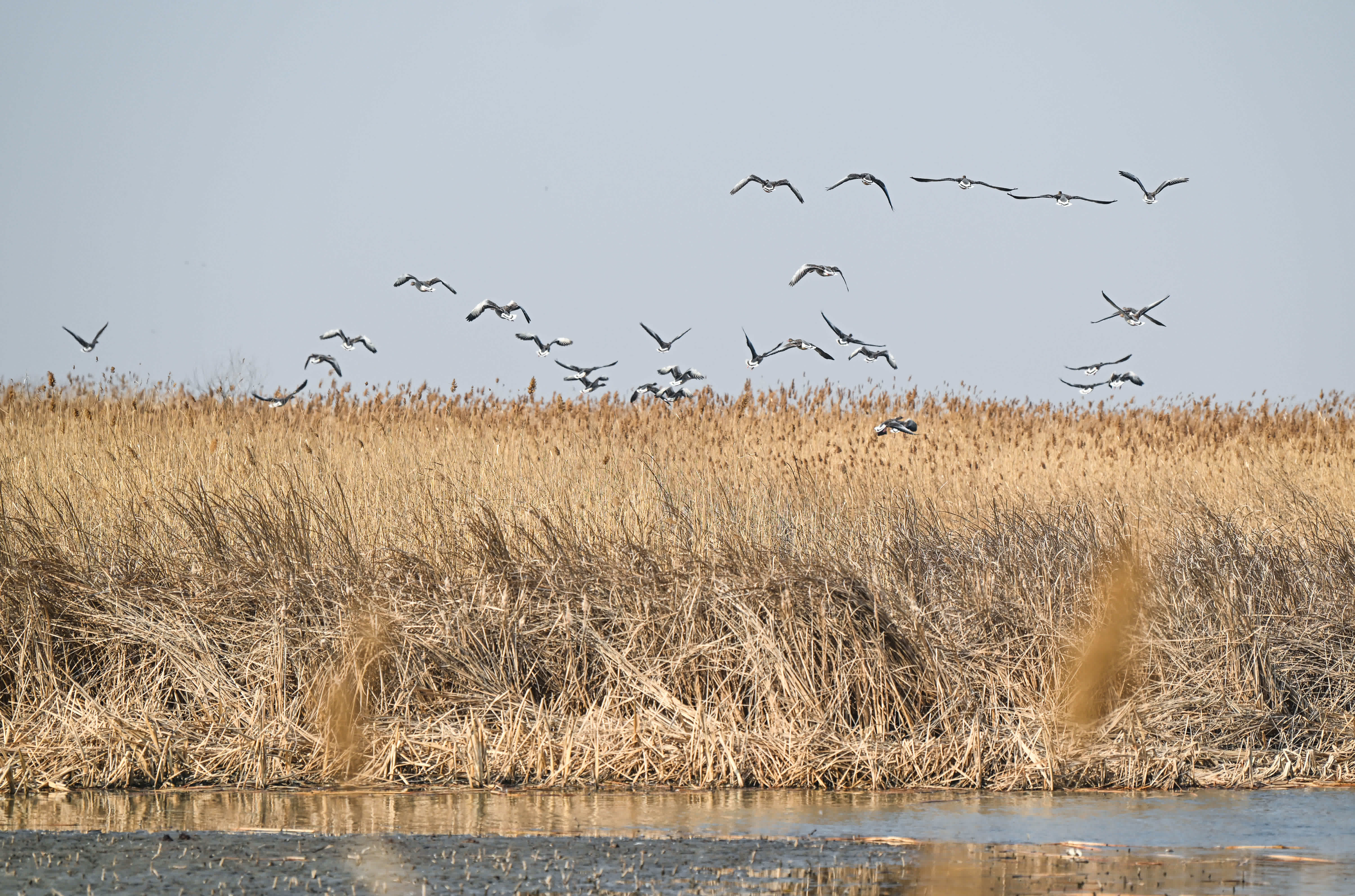 這是3月13日在天津七里海濕地自然保護區拍攝的候鳥。（新華社）