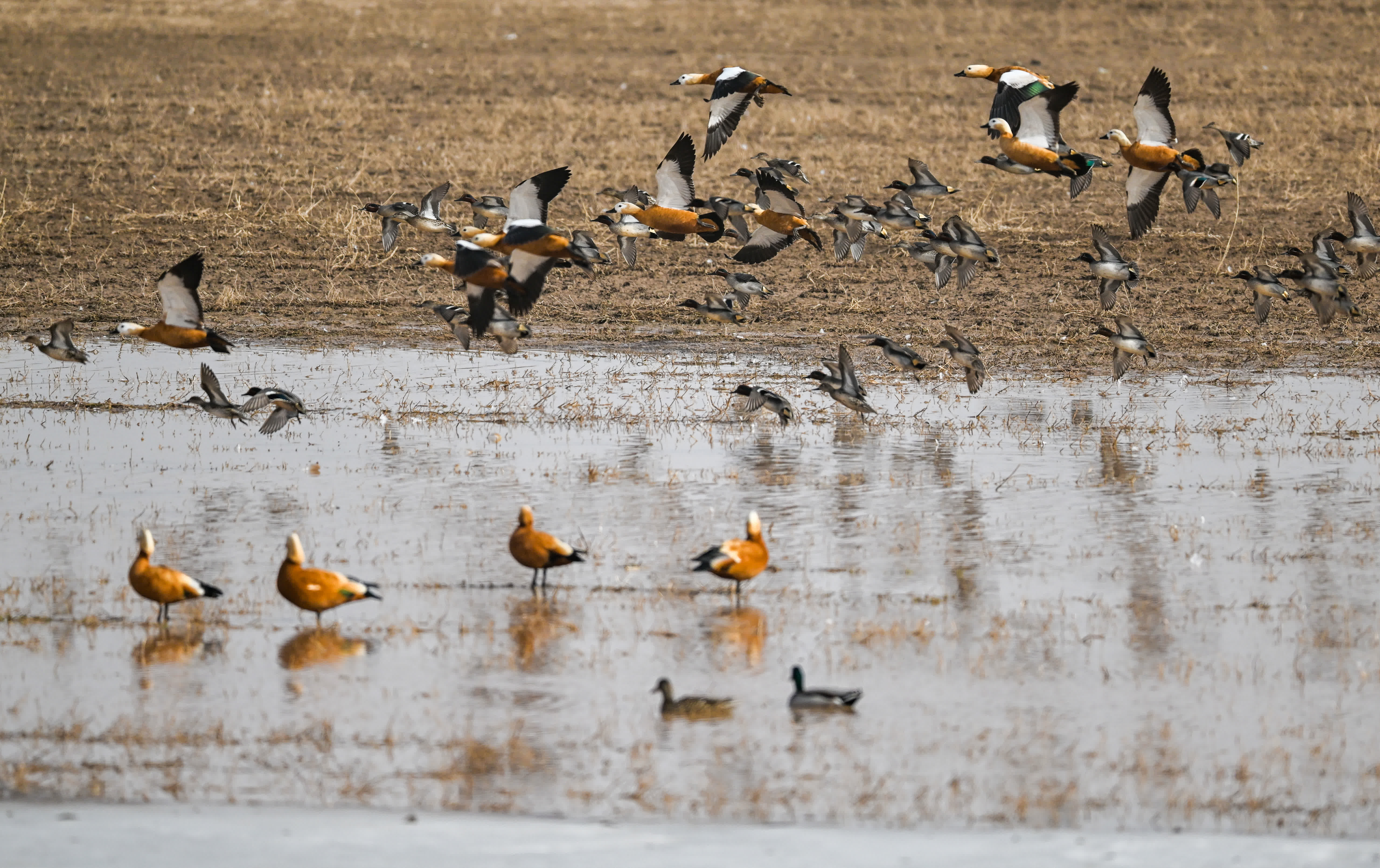 3月16日，在呼和浩特市托克托縣黃河濕地，成群的候鳥在水面上飛翔、覓食。（新華社）