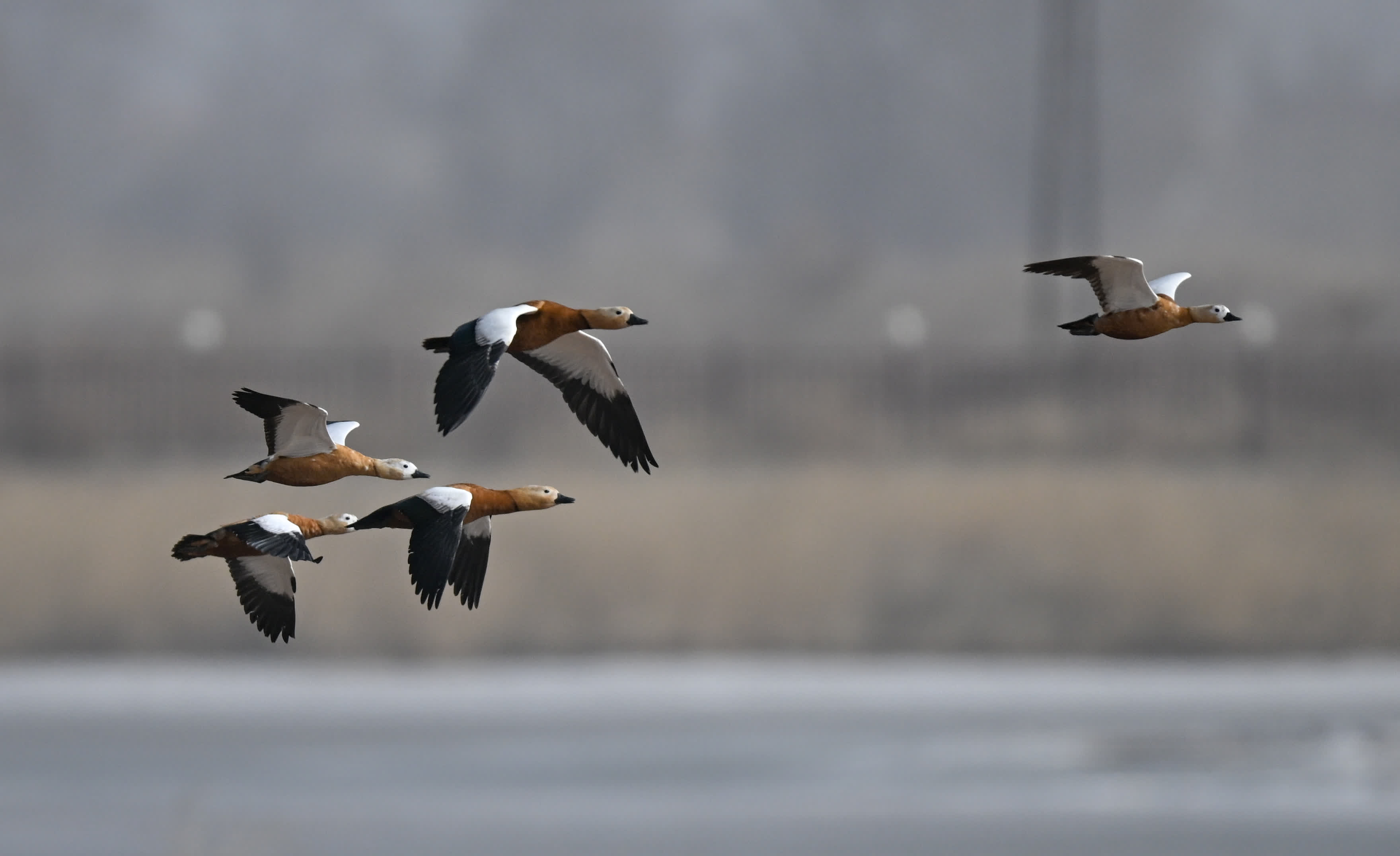 3月16日，在呼和浩特市托克托縣黃河濕地，赤麻鴨在空中飛翔。（新華社）