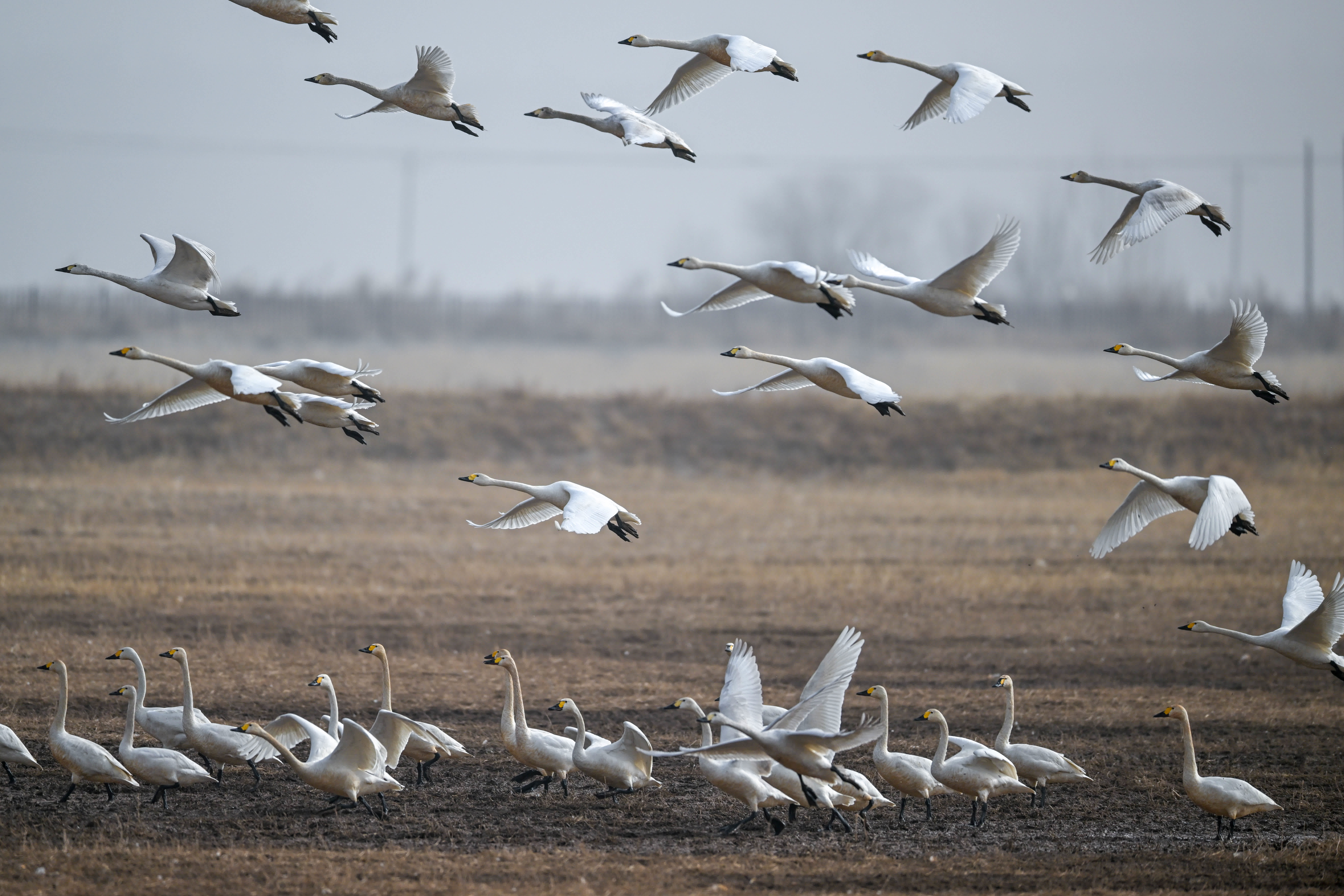 3月16日，在呼和浩特市托克托縣黃河濕地，天鵝在空中飛翔。（新華社）