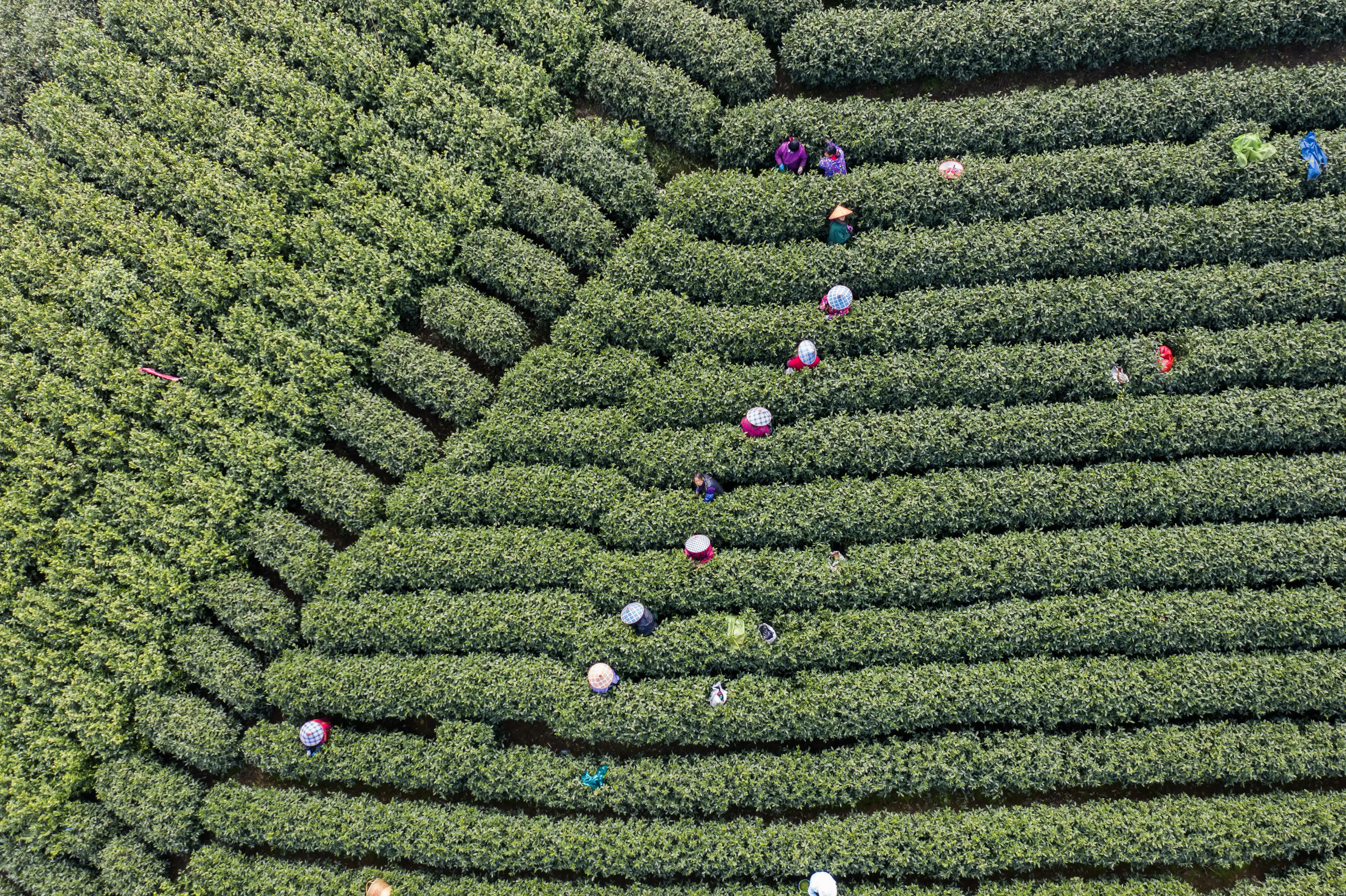 3月27日，茶農在杭州富陽銀湖街道的茶園內採摘春茶（無人機照片）。（新華社）