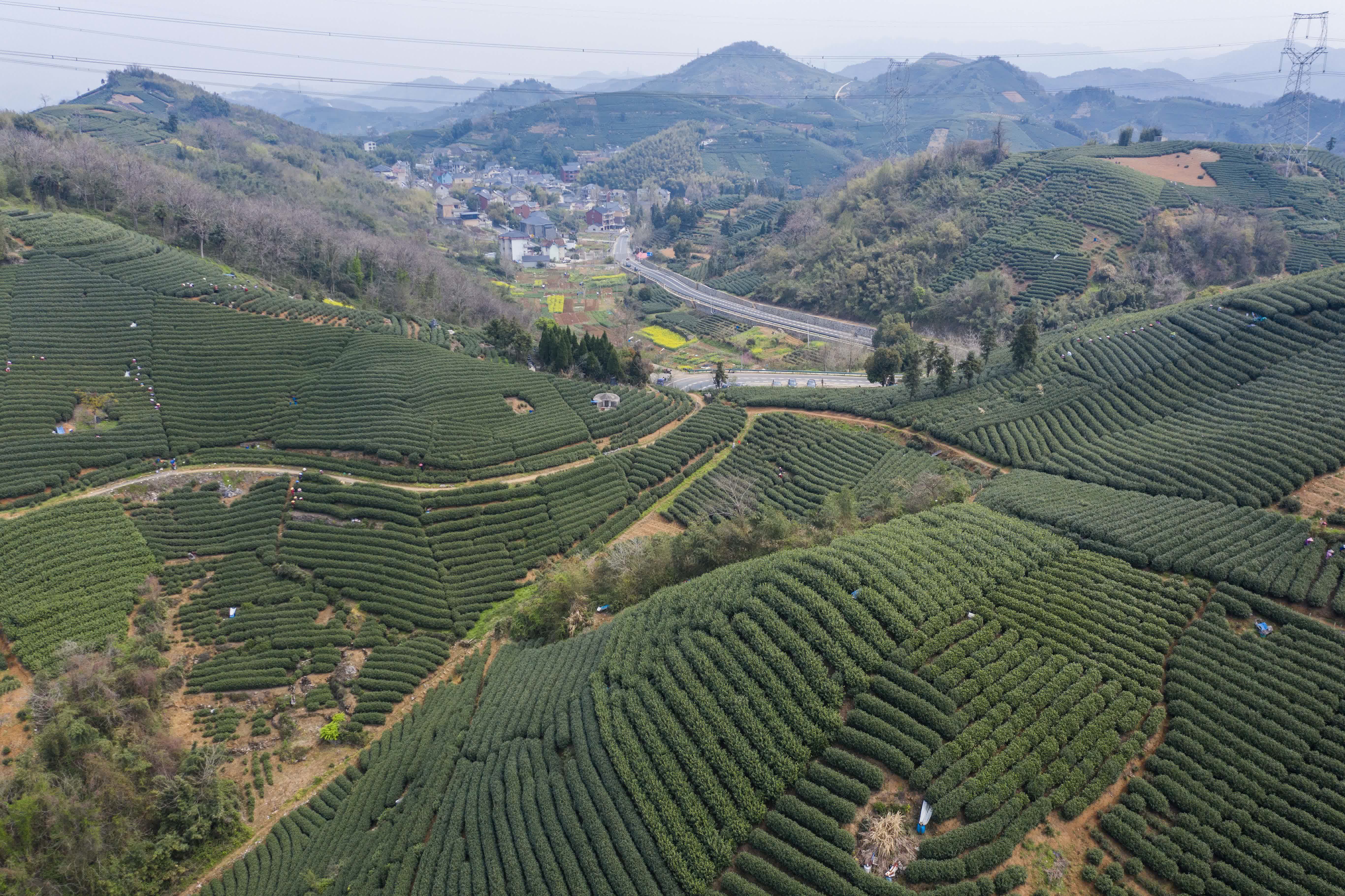 3月27日拍攝的杭州富陽銀湖街道的萬畝茶園（無人機照片）。（新華社）