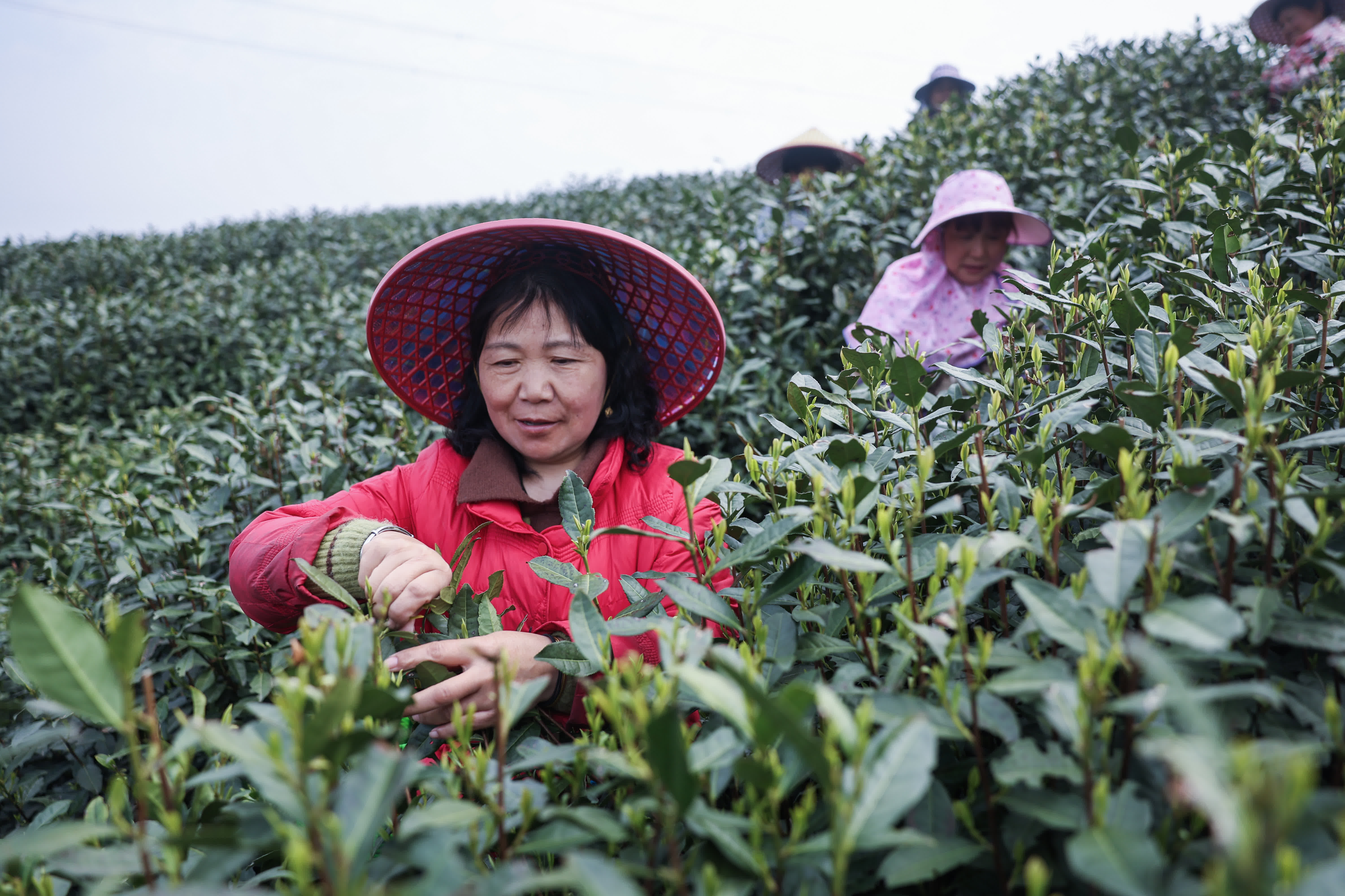 3月27日，茶農在杭州富陽銀湖街道的茶園內採摘春茶。（新華社）