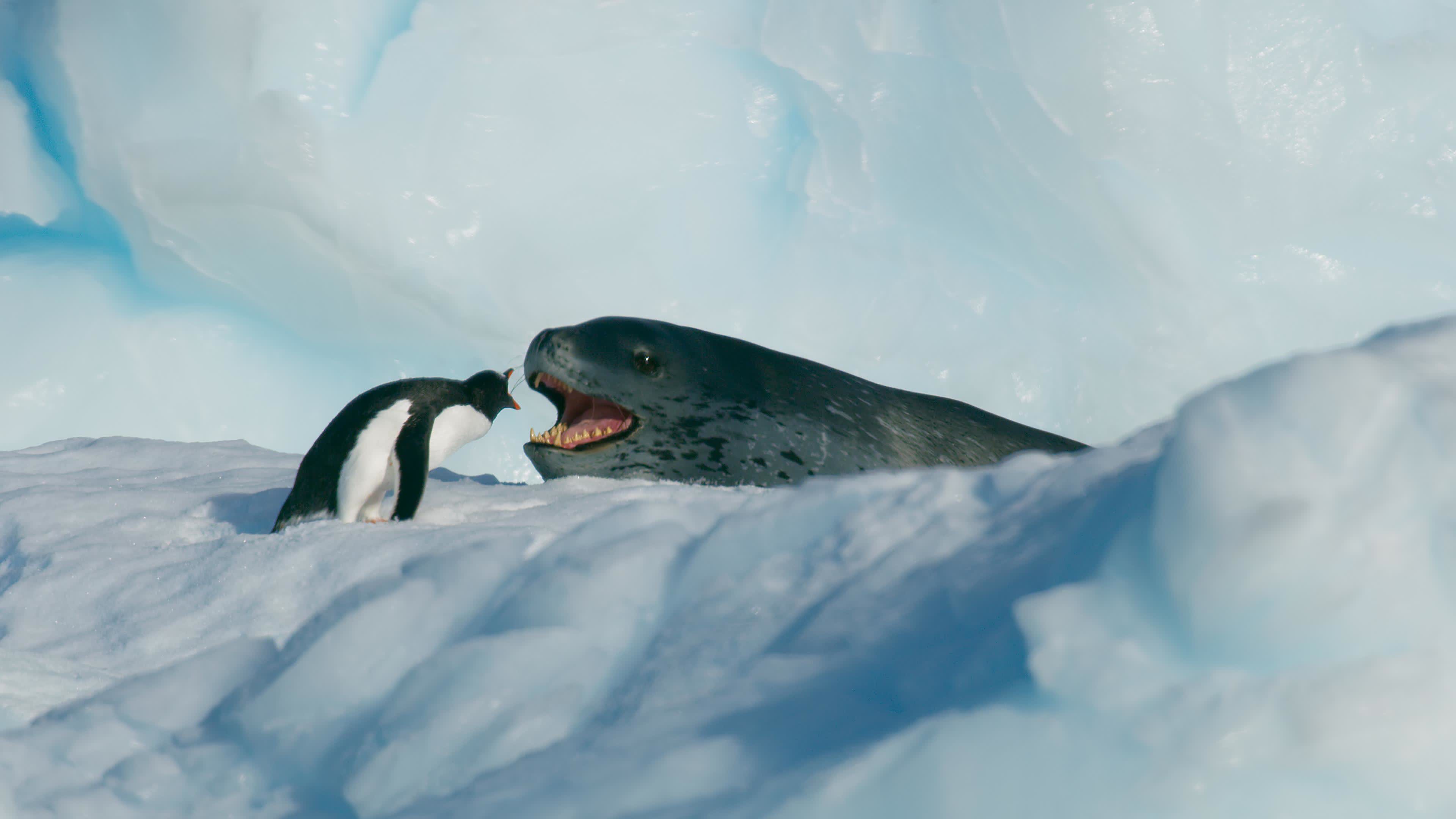 南極洲海冰上的巴布亞企鵝及海豹。