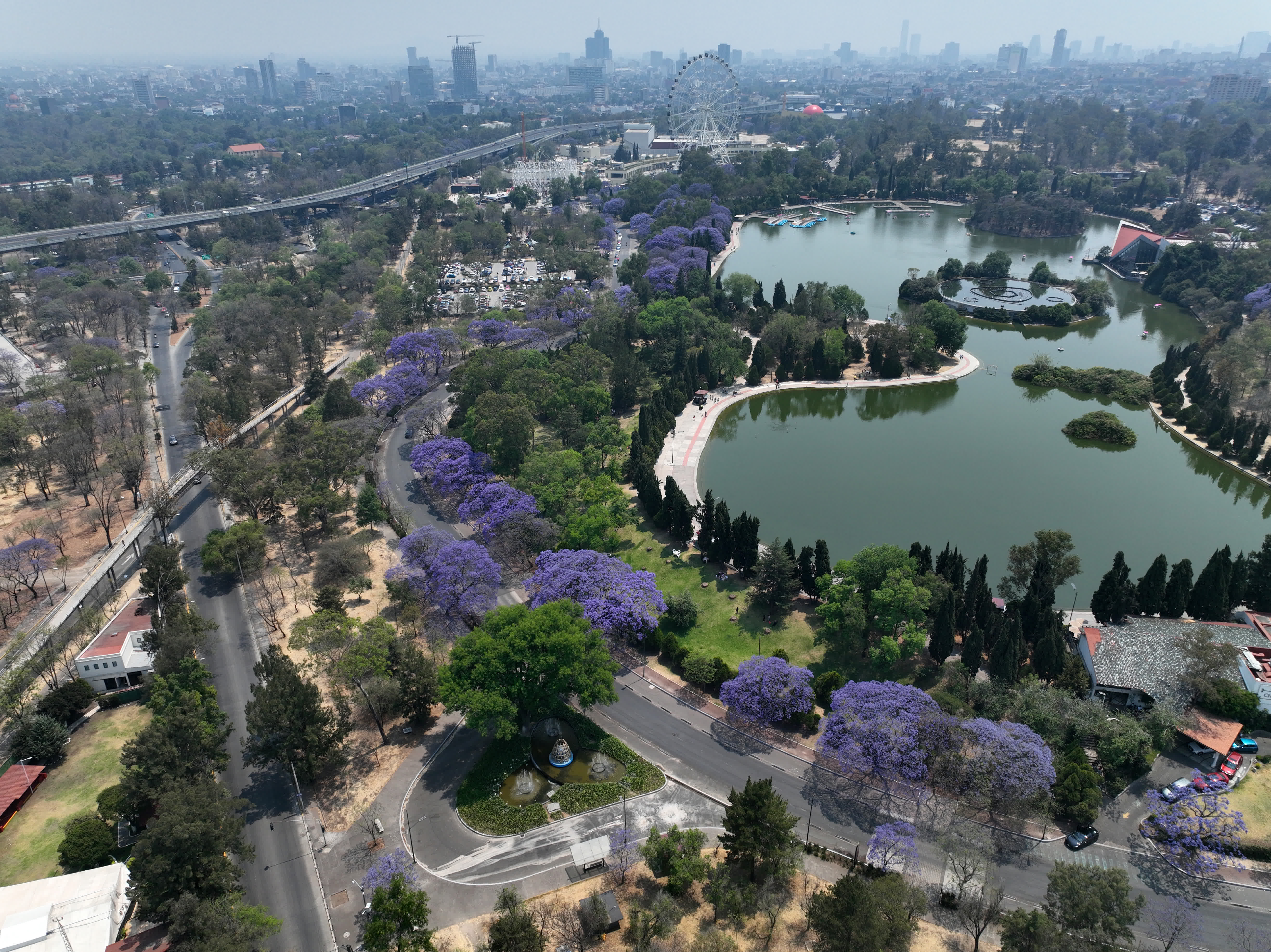 這是3月28日在墨西哥首都墨西哥城拍攝的查普特佩克公園的藍花楹（無人機照片）。
