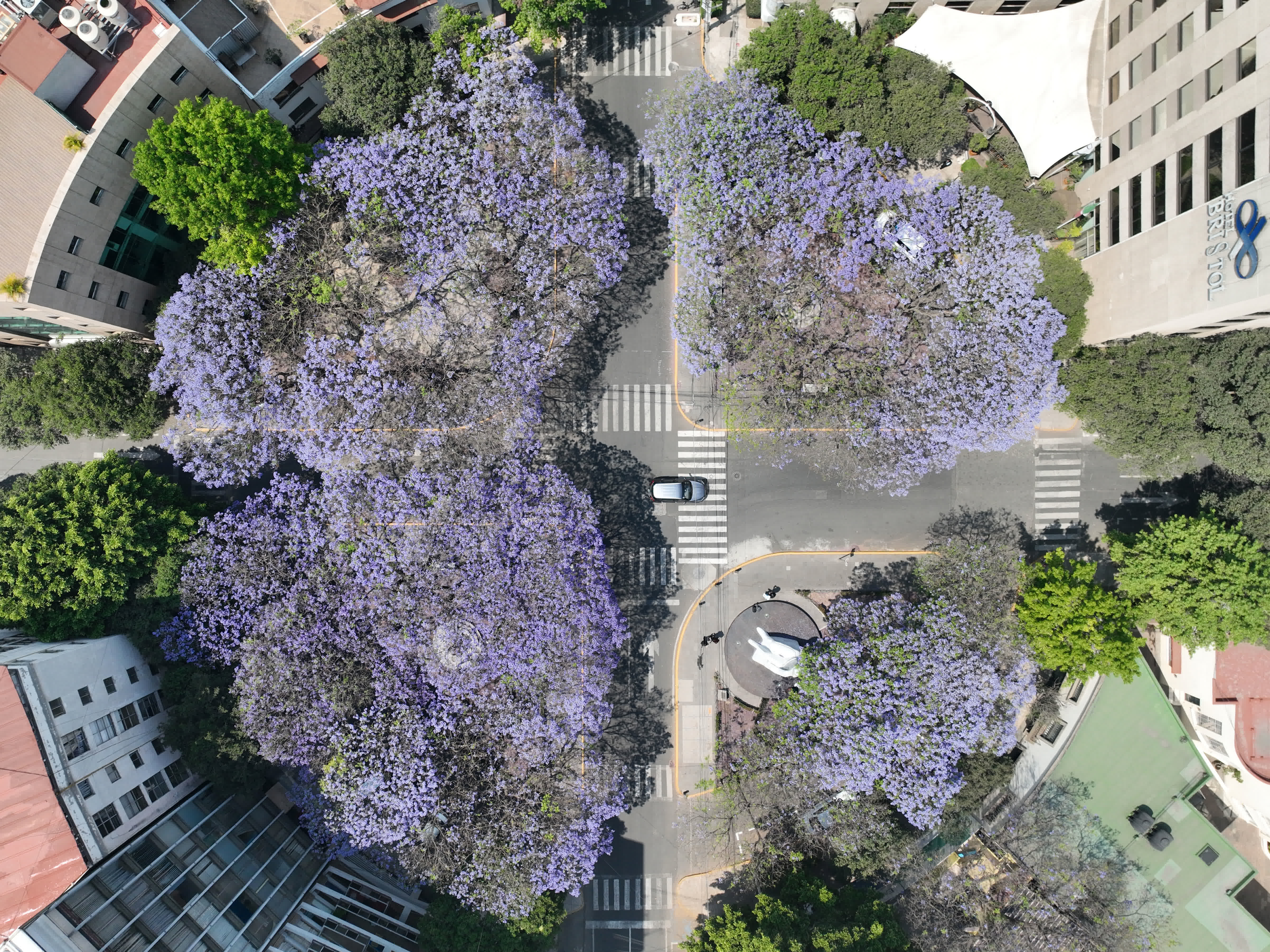 這是3月28日在墨西哥首都墨西哥城拍攝的藍花楹（無人機照片）。