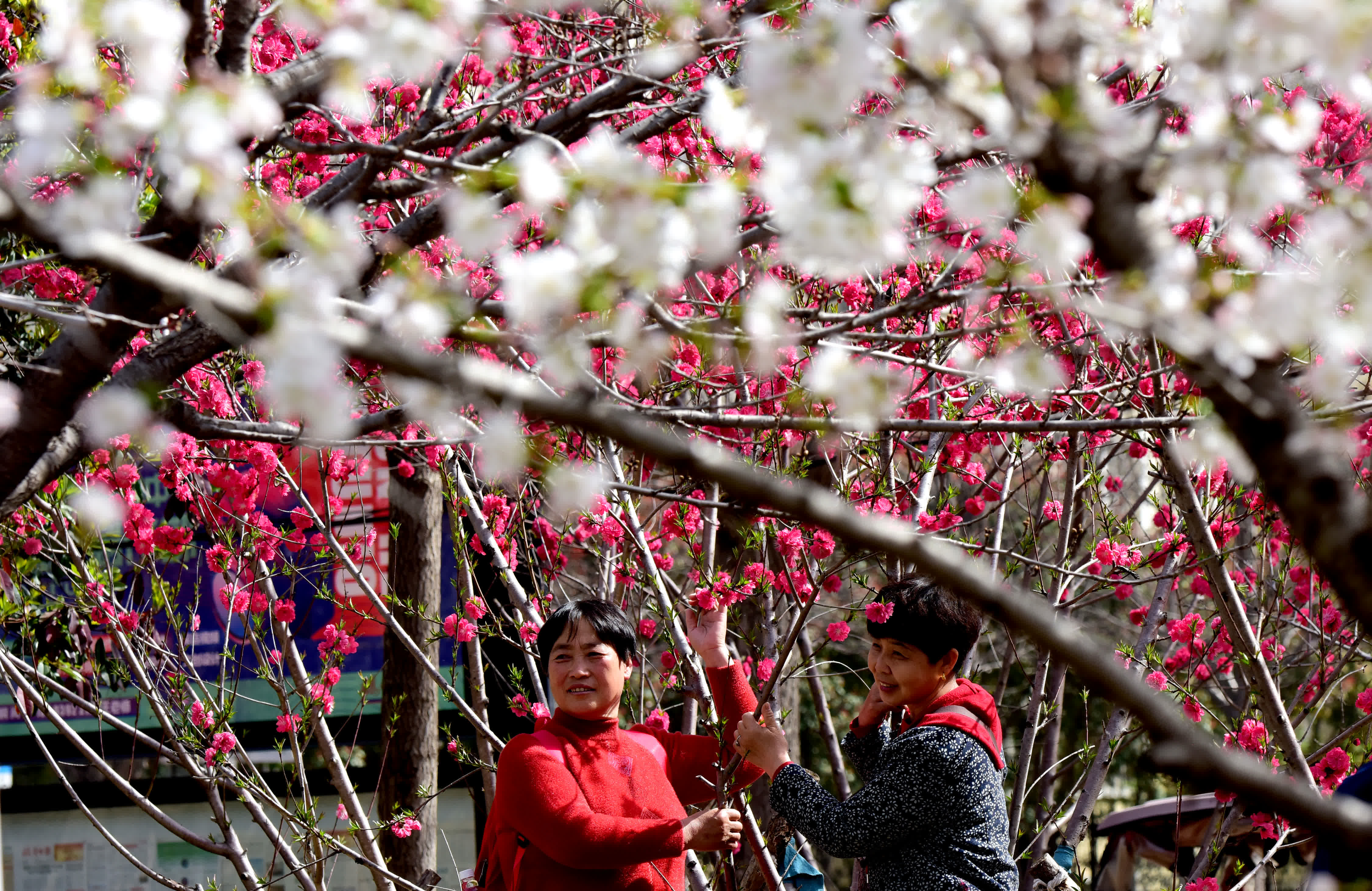 3月29日，市民在河南省鶴壁市華夏南路的櫻花園內賞花遊園。（新華社）