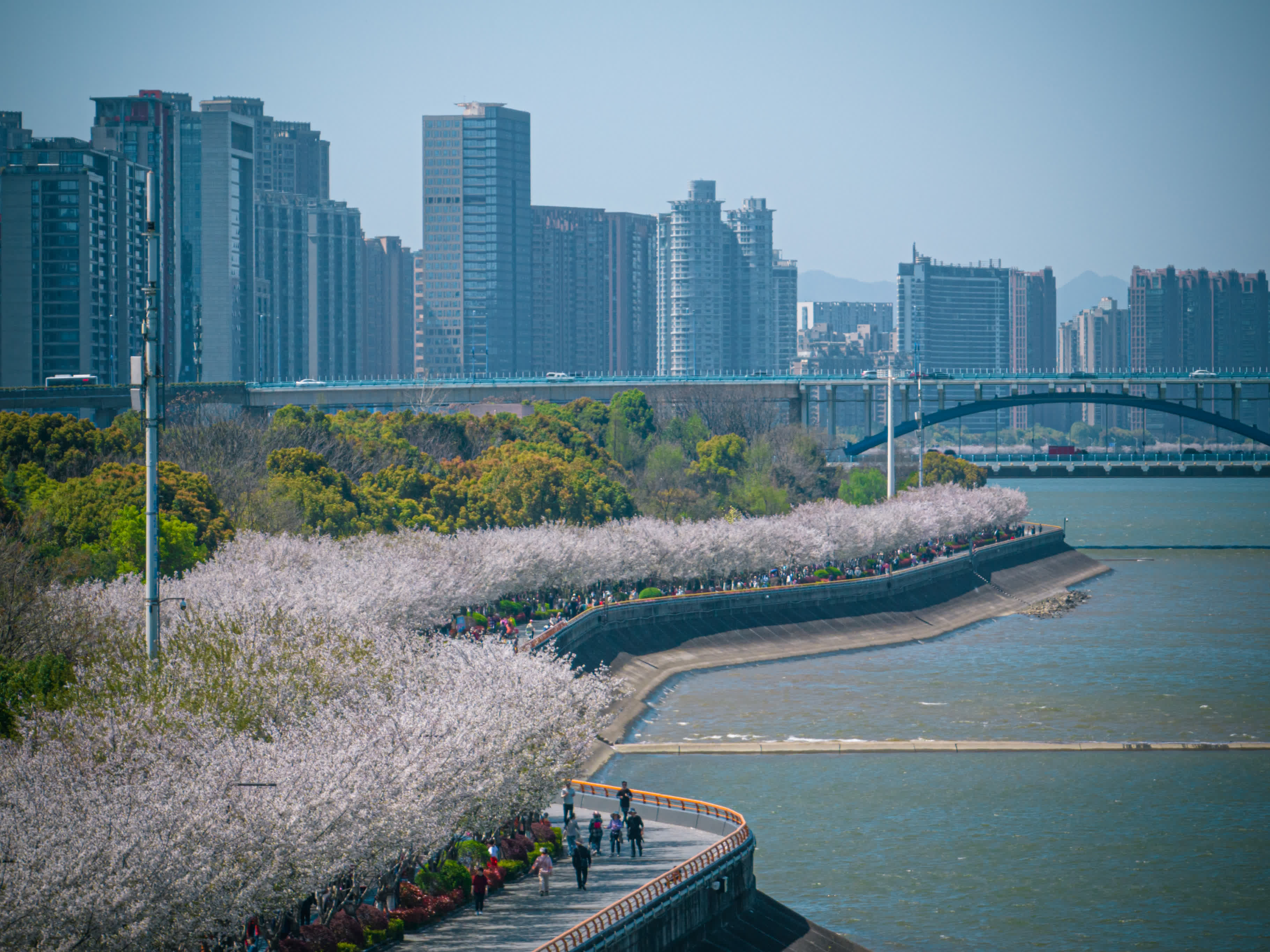 這是3月29日拍攝的杭州市濱江區沿江綠道「櫻花跑道」景色（無人機照片）。（新華社）