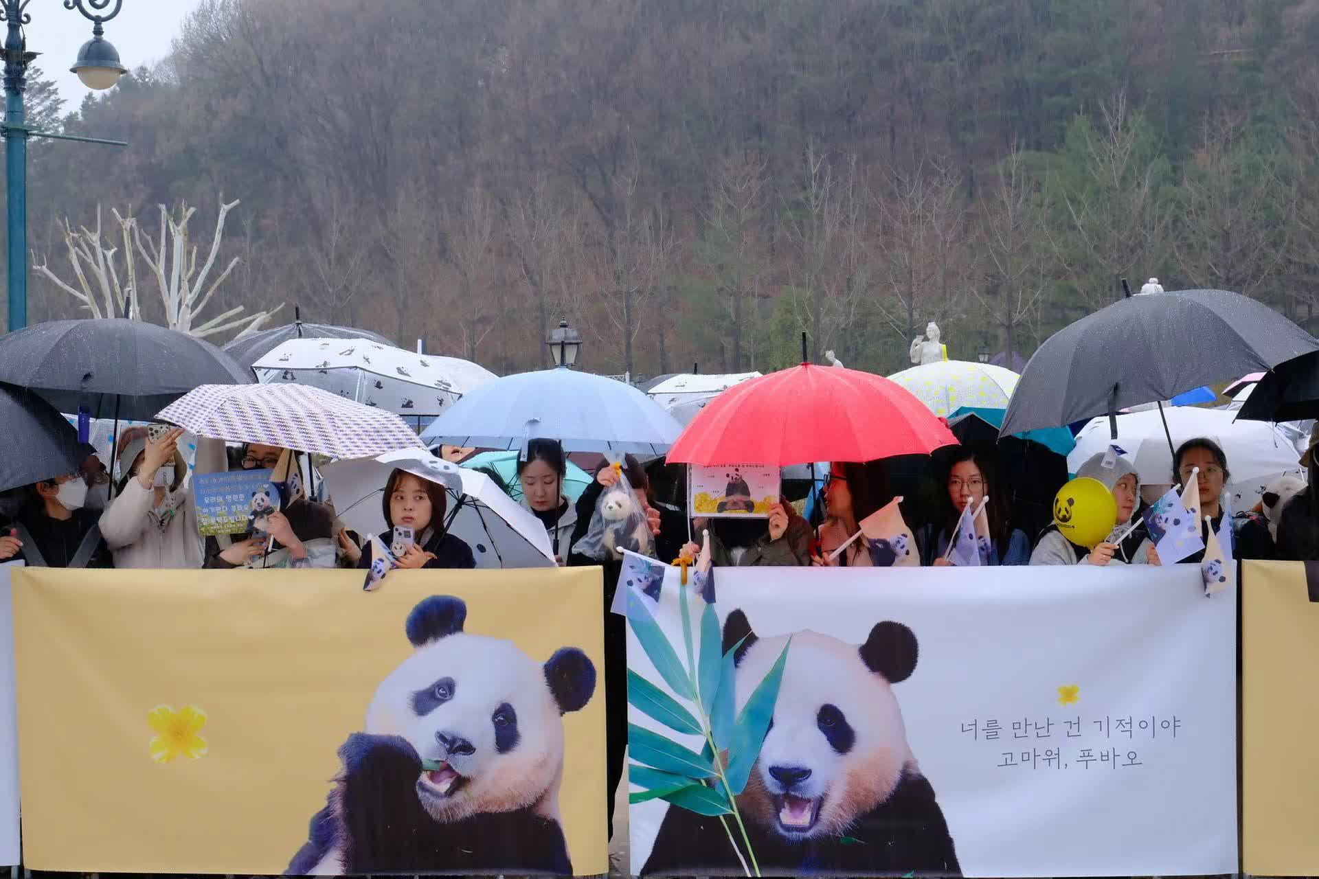 旅韓大熊貓「福寶」離開韓國京畿道龍仁市愛寶樂園　啟程返回中國