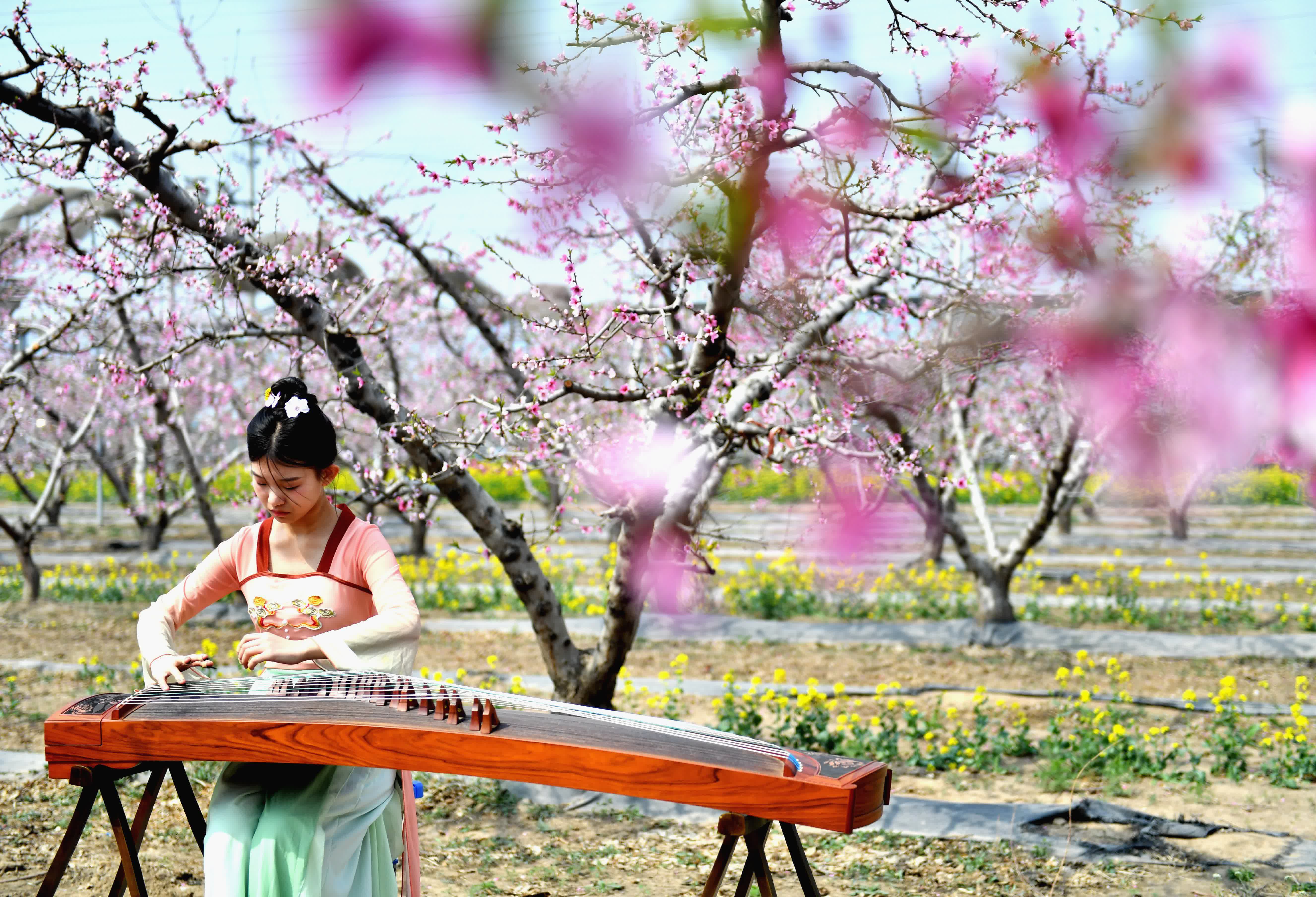 4月5日，深州市第三中學學生在蜜桃觀光園內練習古箏。（新華社）
