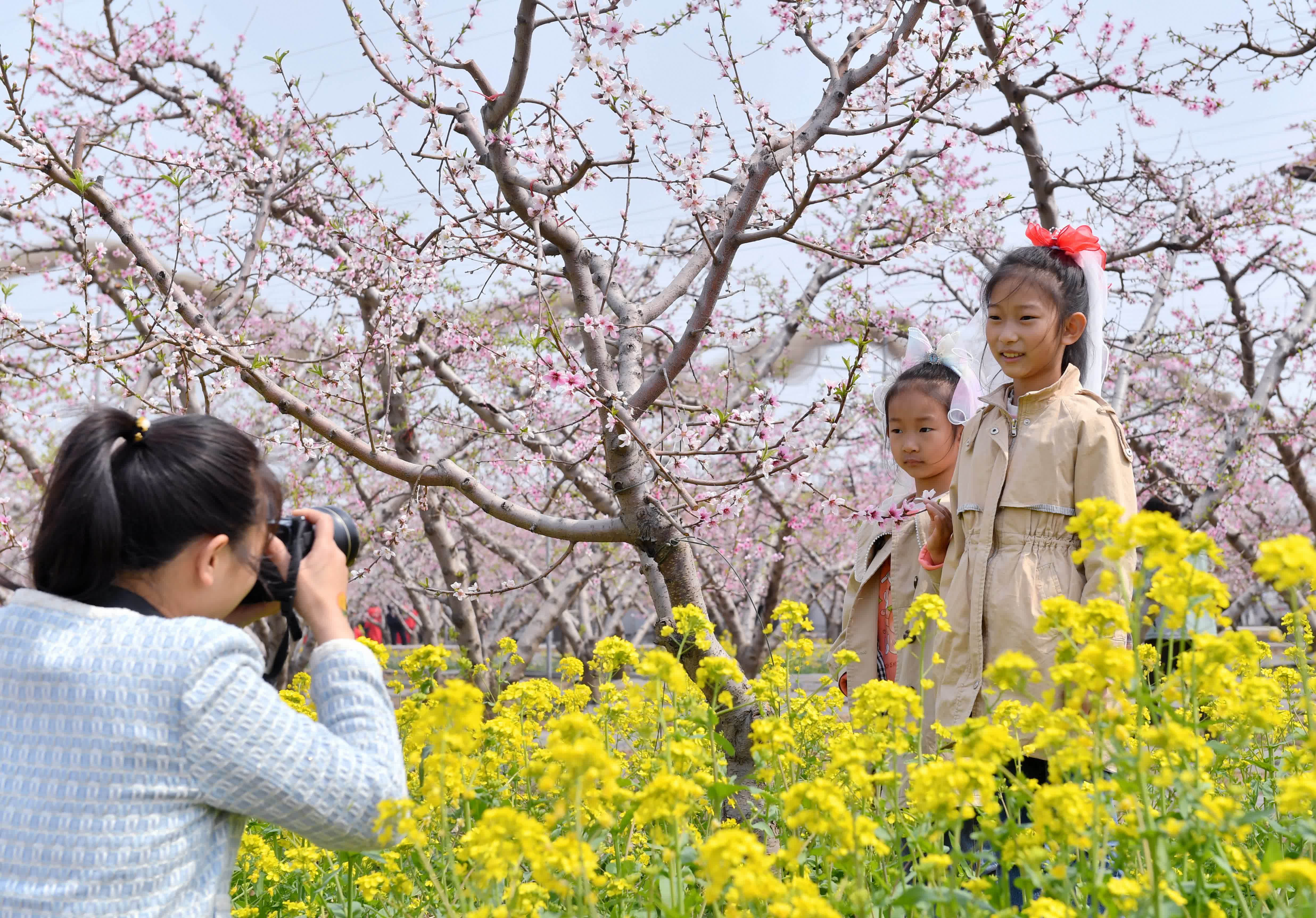 4月5日，遊客在深州市蜜桃觀光園內拍照。（新華社）