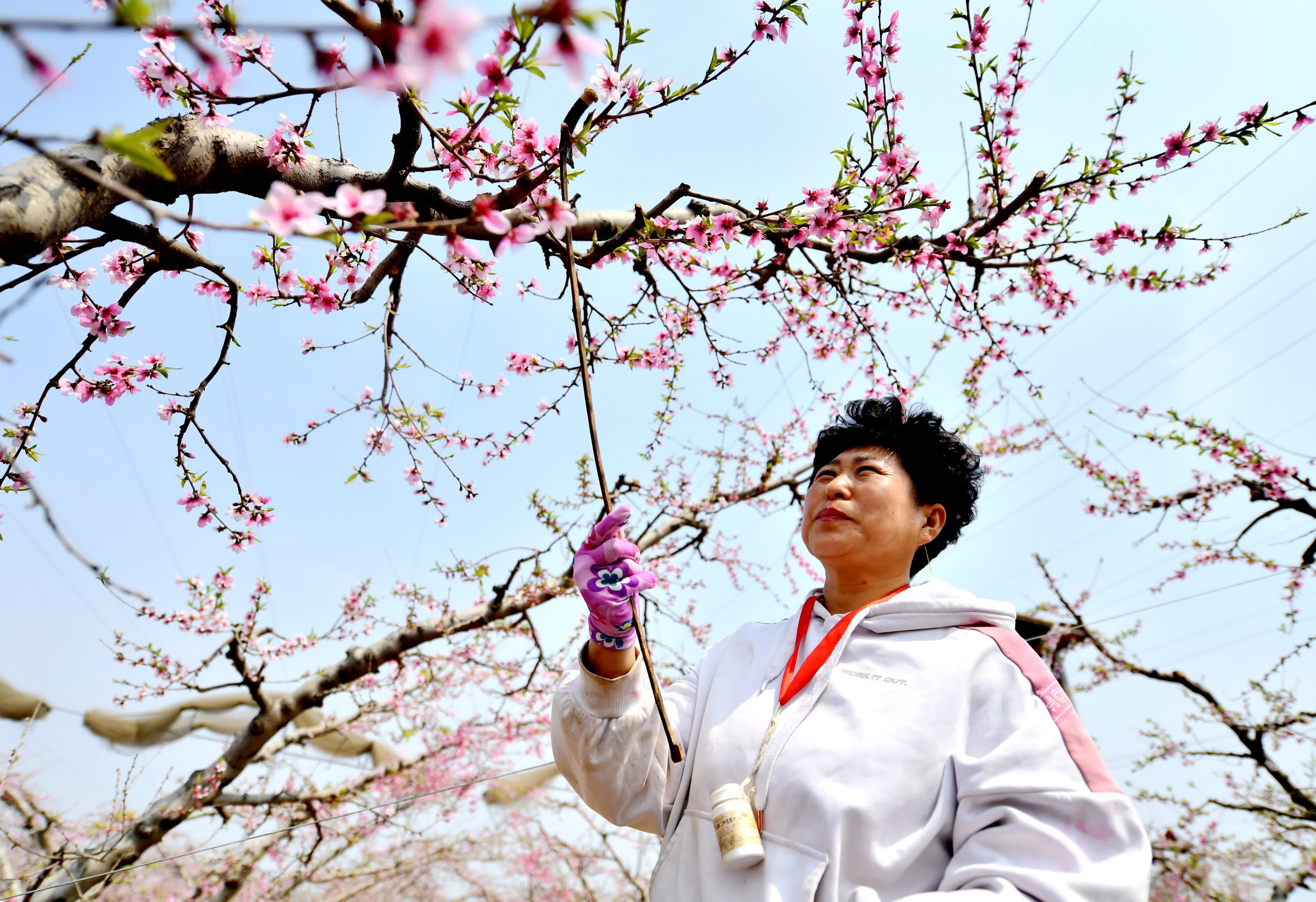4月5日，工作人員在深州市蜜桃觀光園內為桃樹授粉。（新華社）