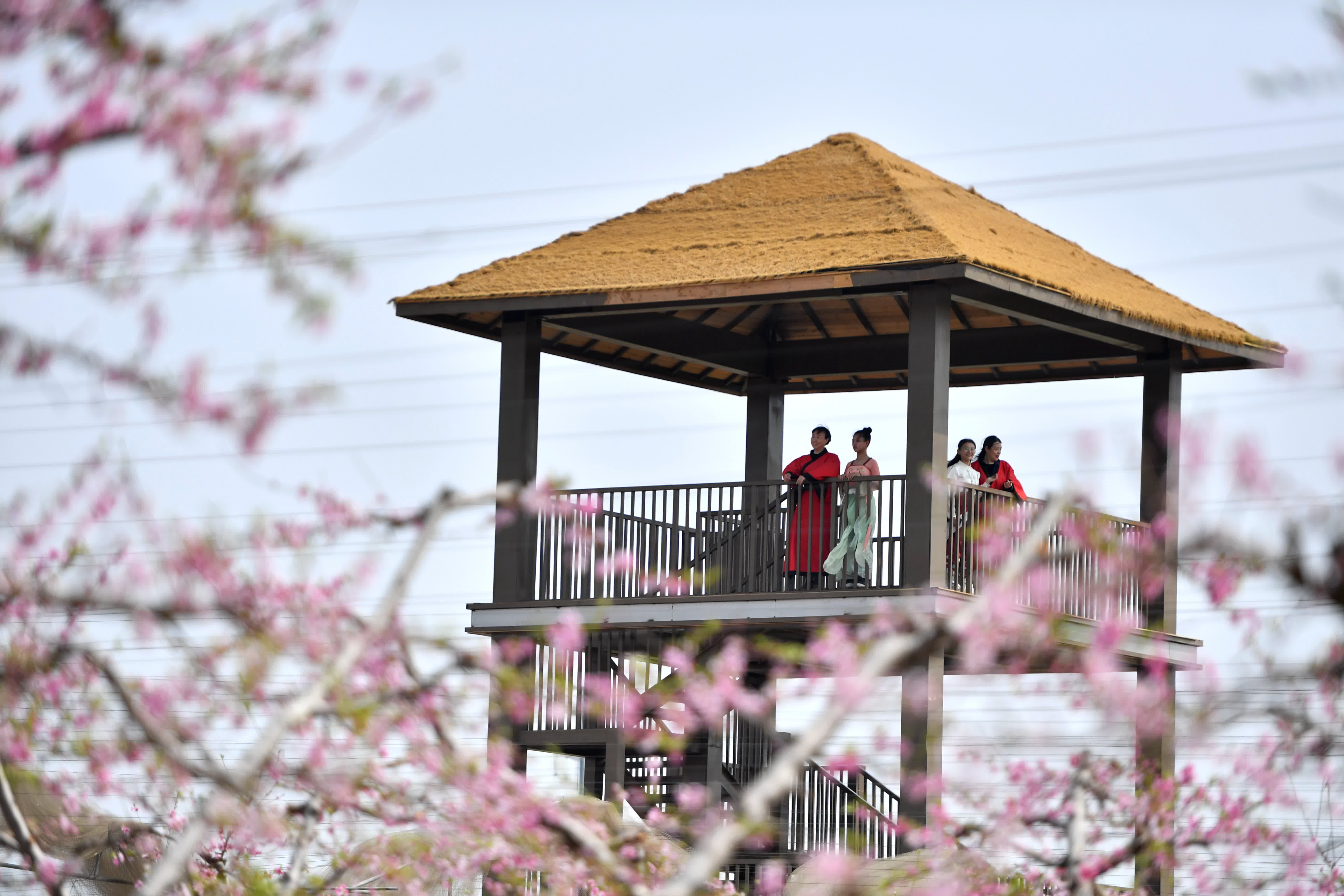 4月5日，遊客在深州市蜜桃觀光園內賞花。（新華社）