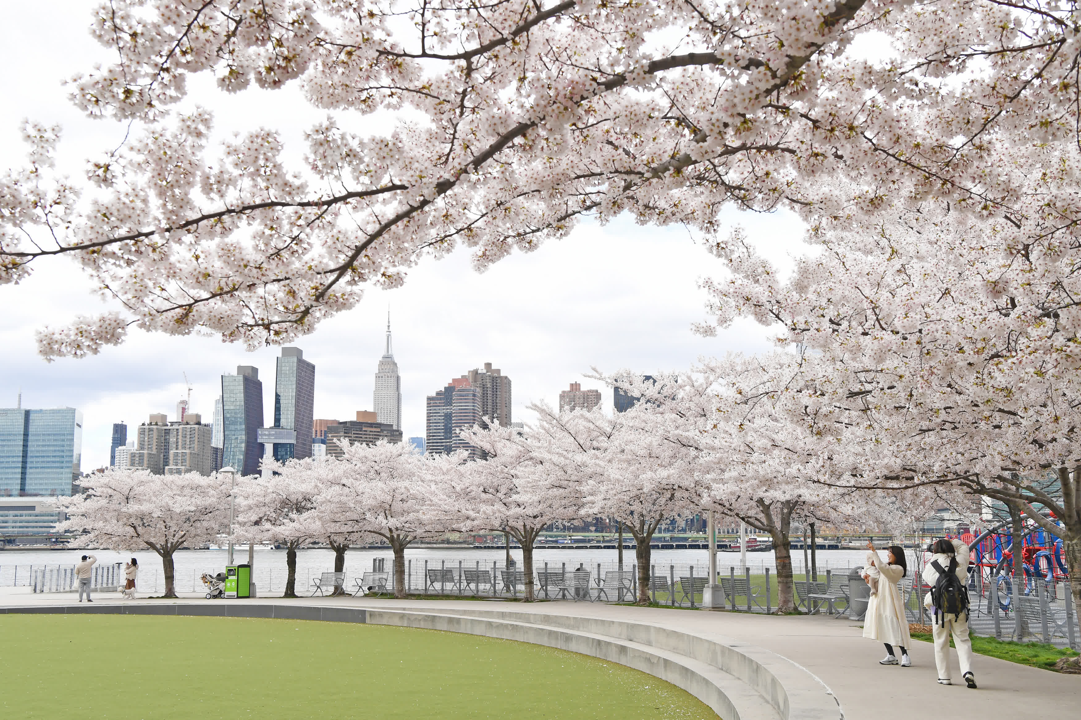 4月5日，人們在美國紐約一處公園的櫻花下留影。（新華社）