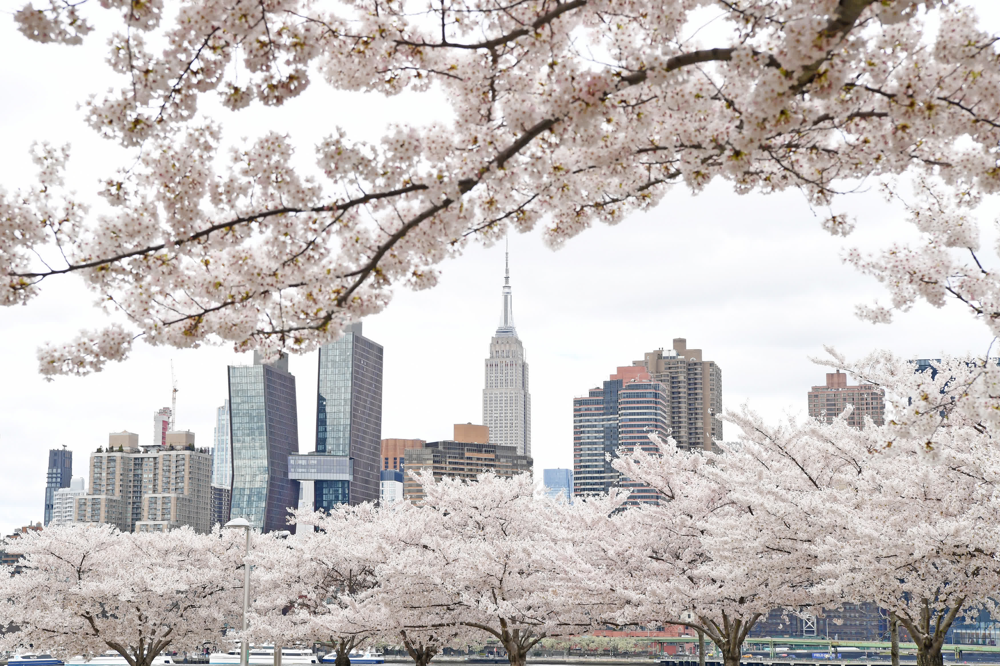 4月5日，在美國紐約，櫻花掩映遠處的帝國大廈。（新華社）