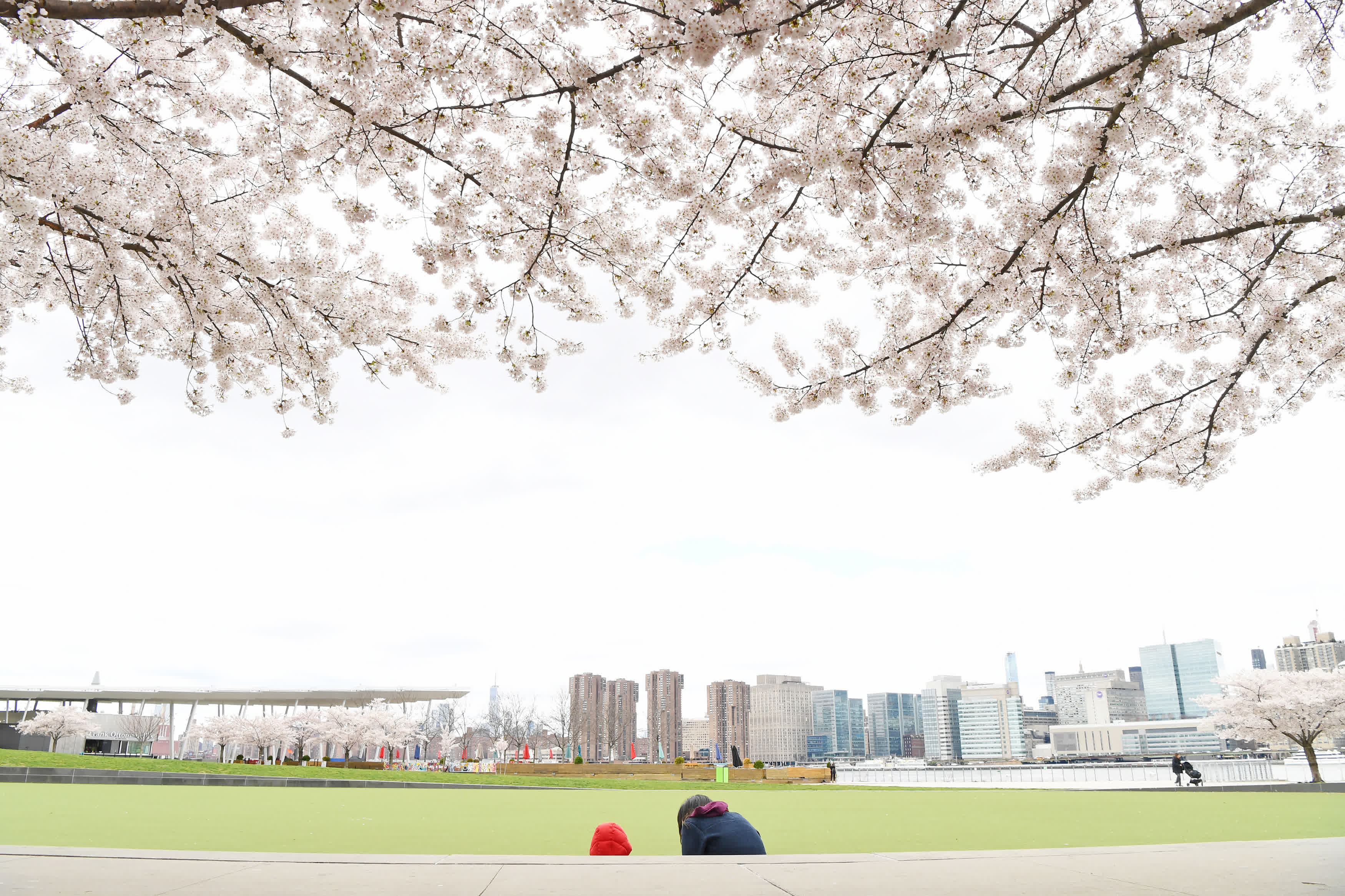 4月5日，人們在美國紐約一處公園的櫻花下休閒。（新華社）