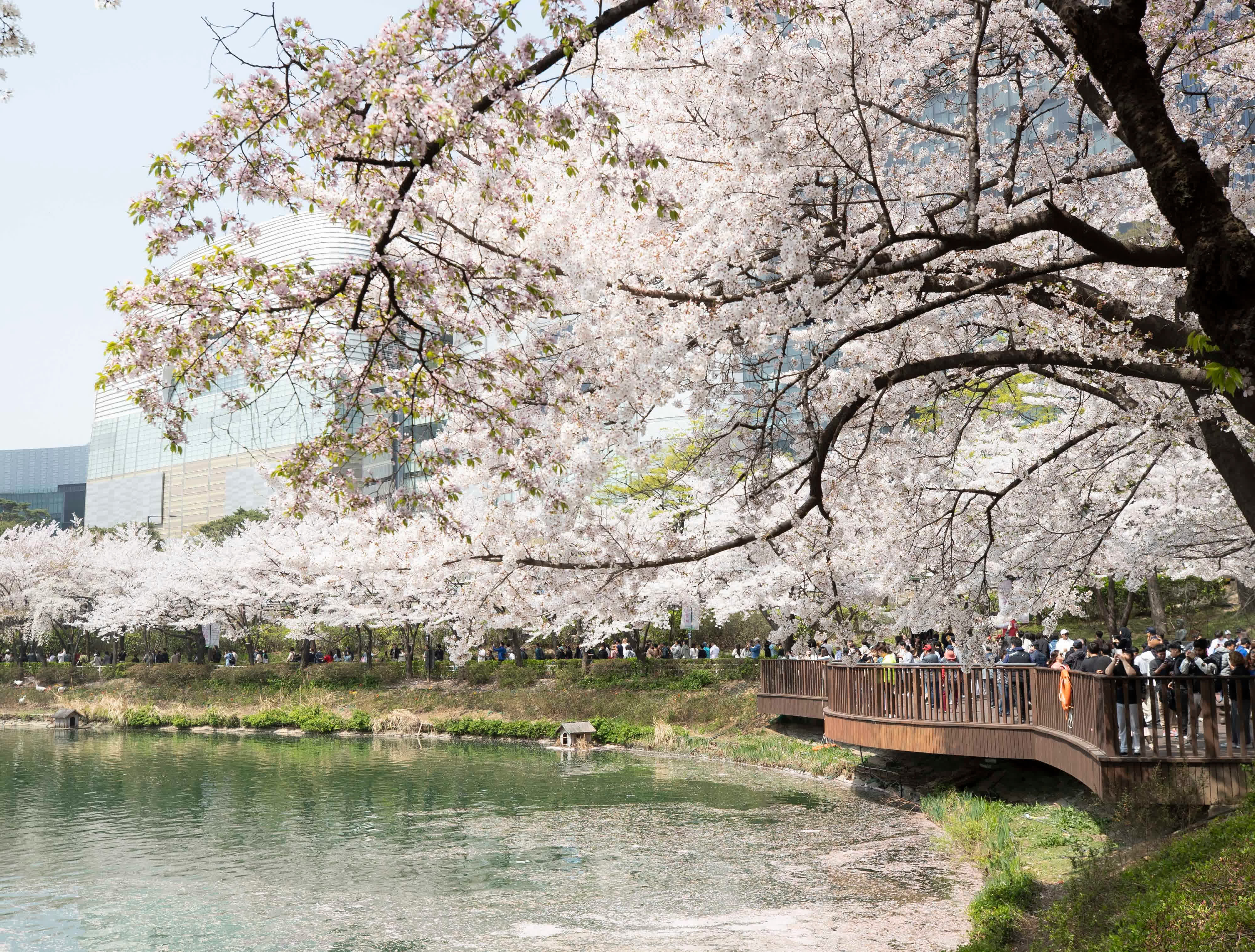  4月7日，遊人在韓國首爾石村湖附近欣賞櫻花。（新華社）