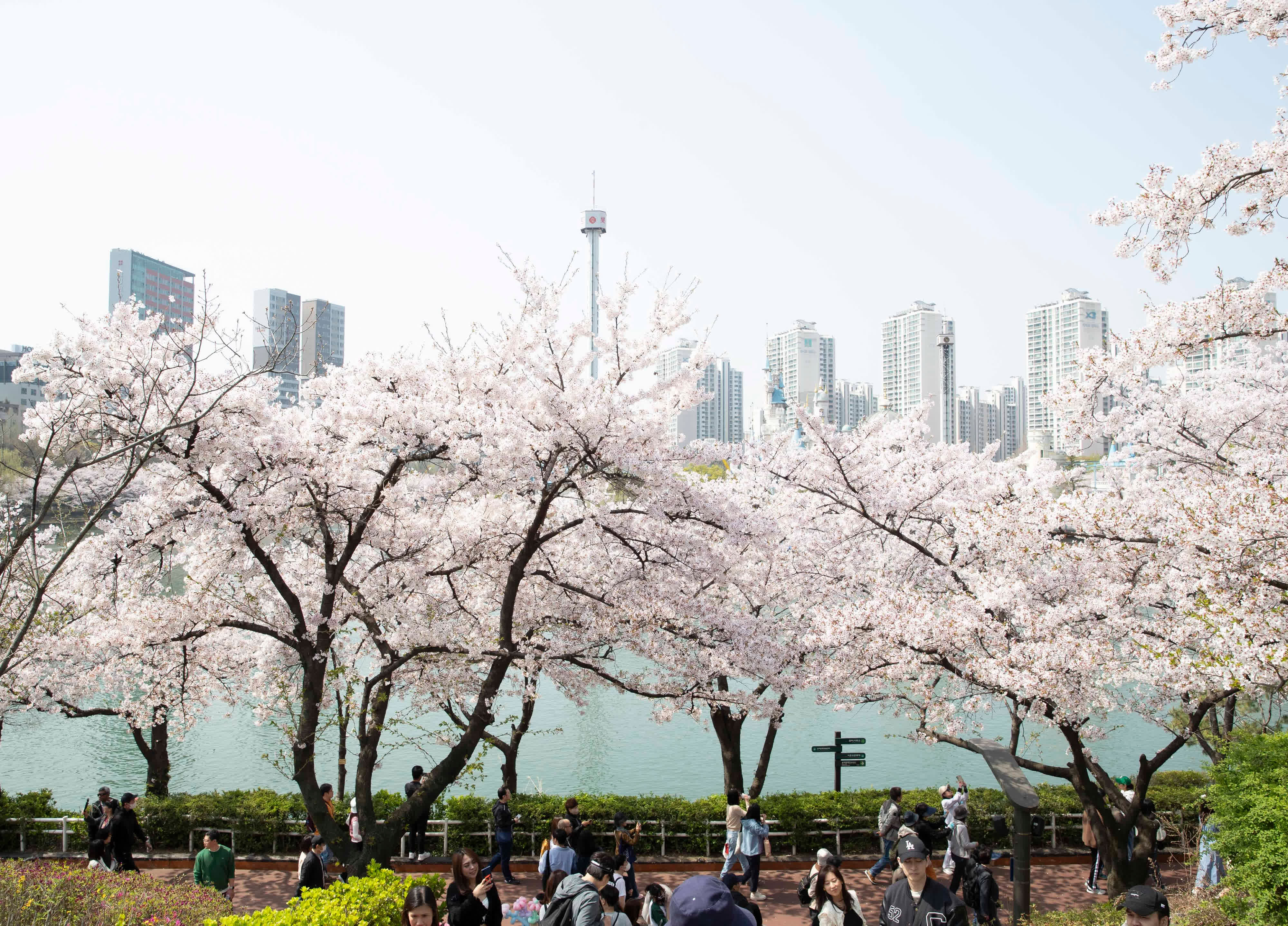 4月7日，遊人在韓國首爾石村湖附近欣賞櫻花。（新華社）