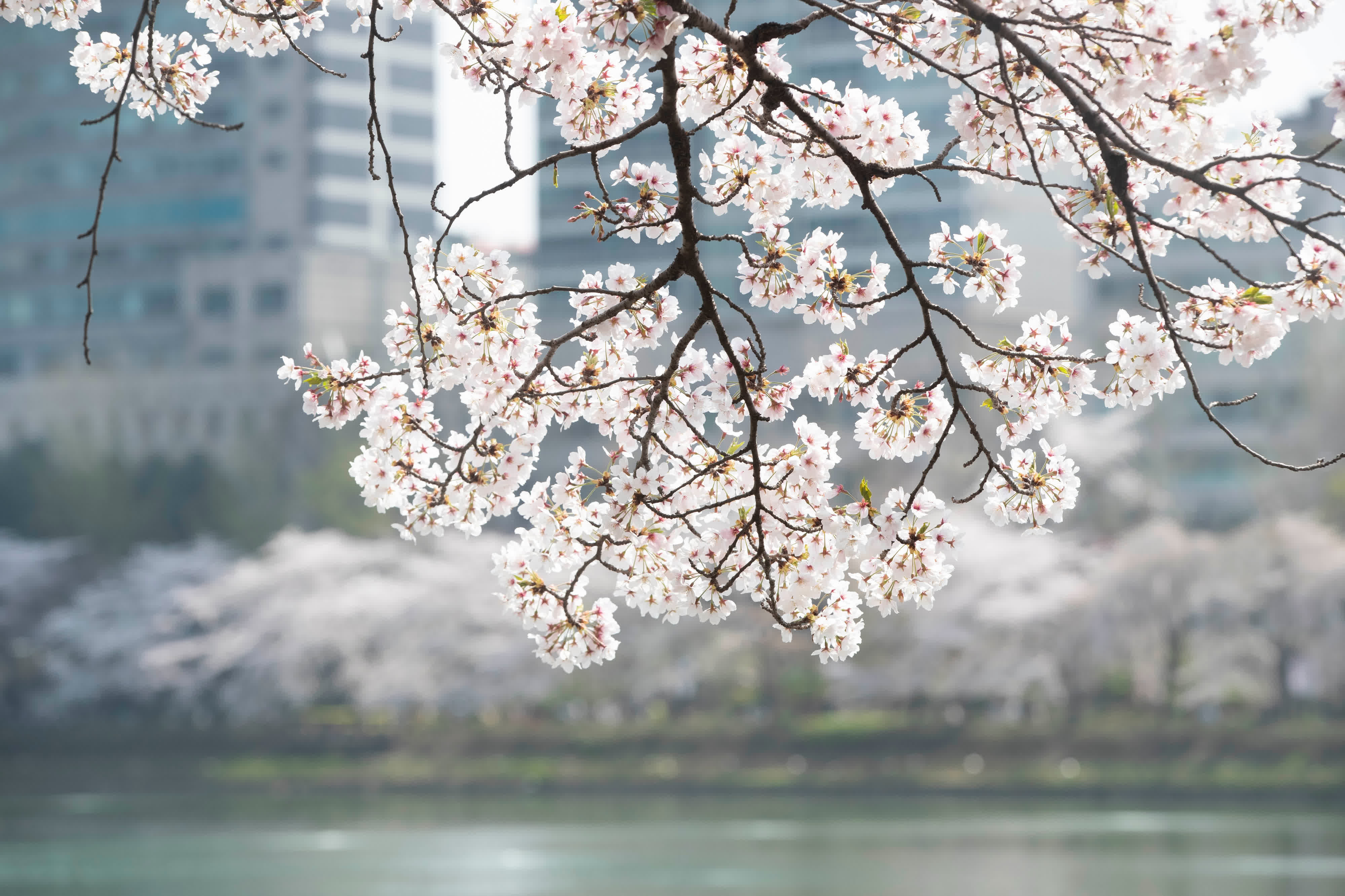 4月7日，韓國首爾石村湖附近的櫻花綻放。（新華社）