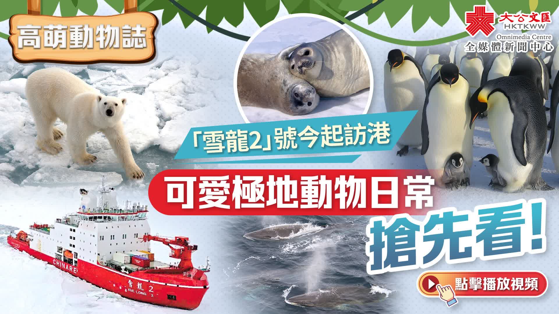 高萌動物誌｜「雪龍2」號今起訪港　可愛極地動物日常搶先看！