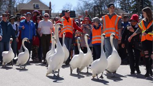 加拿大安大略省小城舉行年度「天鵝大遊行」