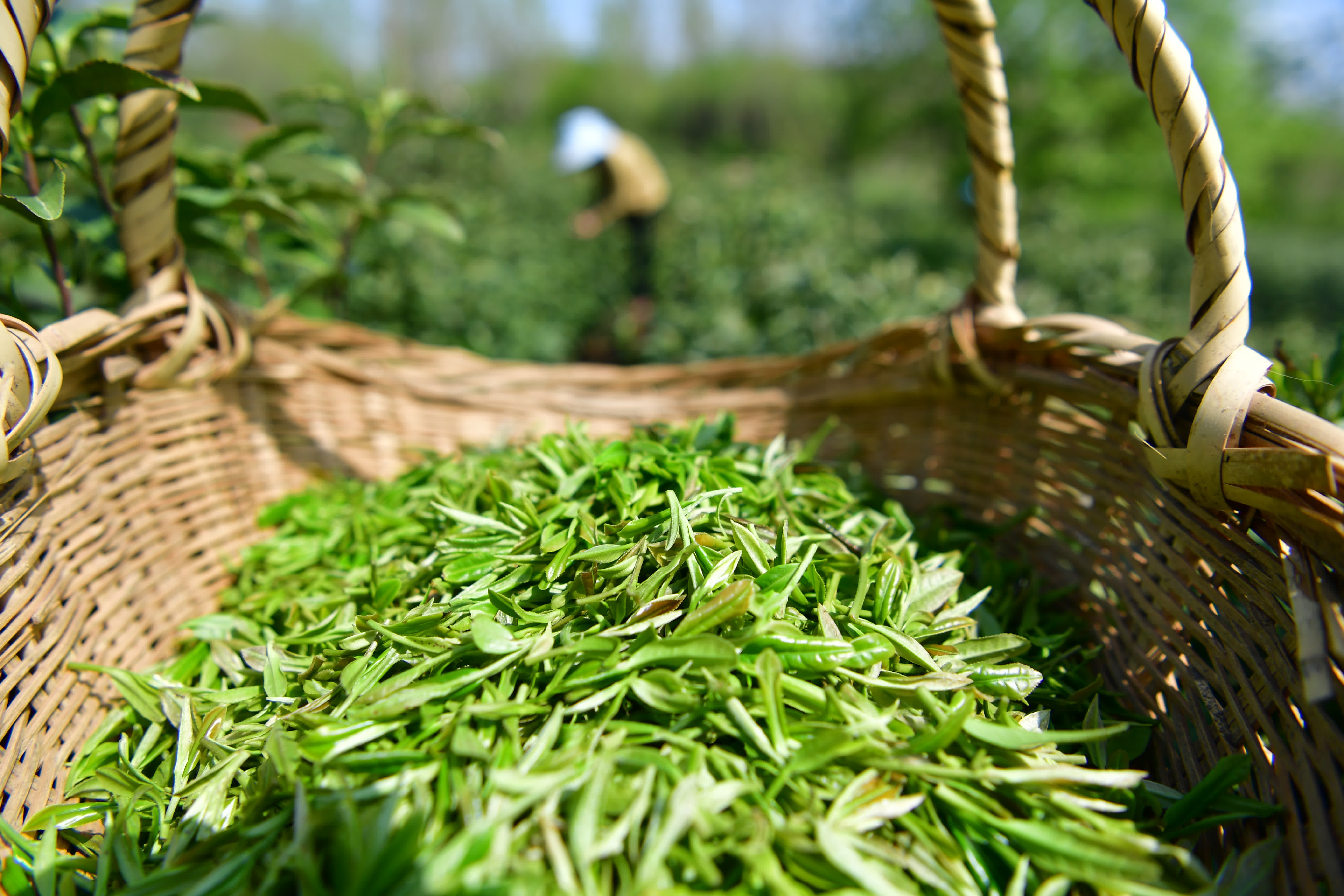 4月9日，茶農在位於合肥市肥西縣銘傳鄉聚星村的茶園裏採摘春茶。（新華社）