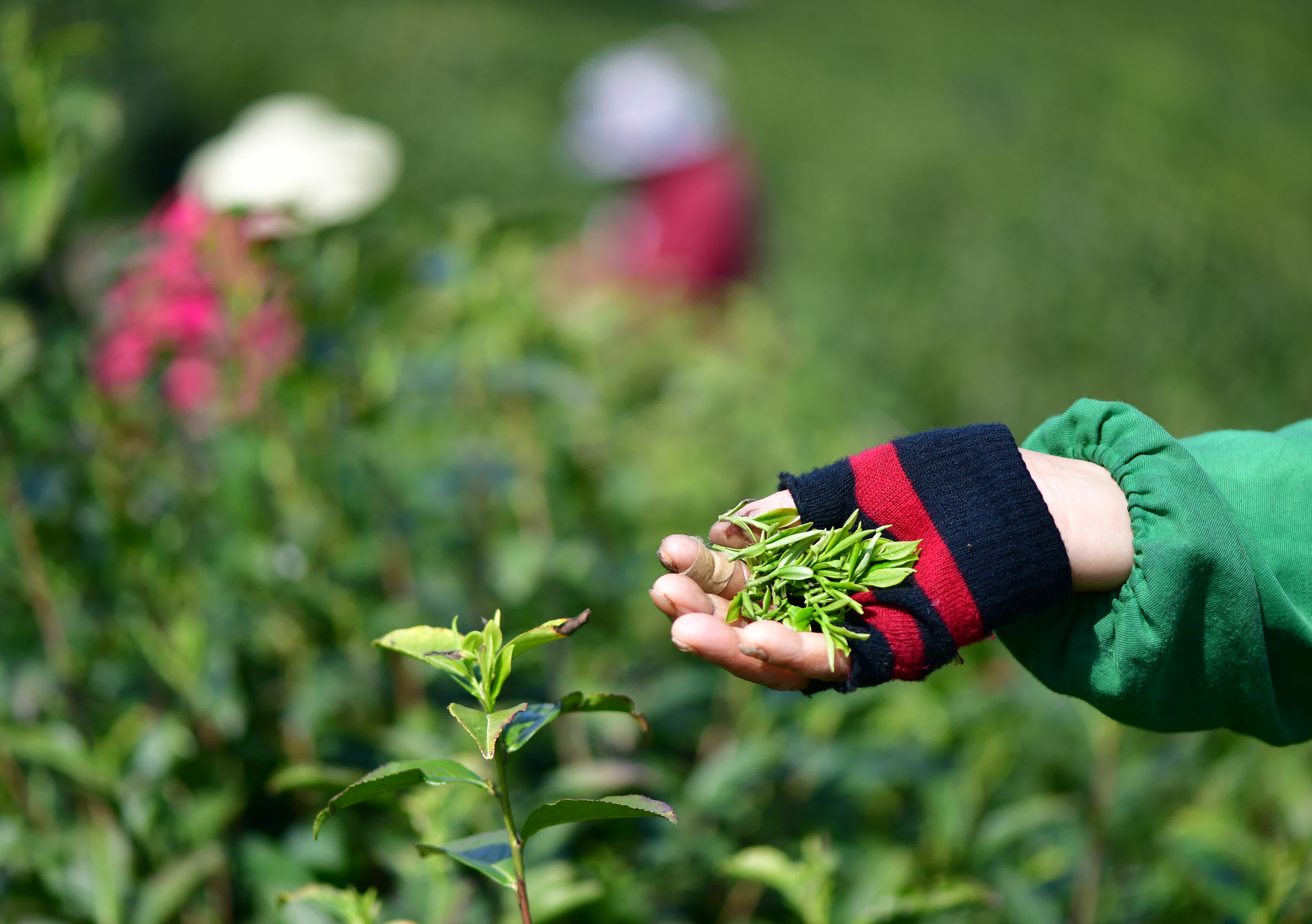 4月9日，在合肥市肥西縣銘傳鄉聚星村，茶農展示採摘的春茶。（新華社）