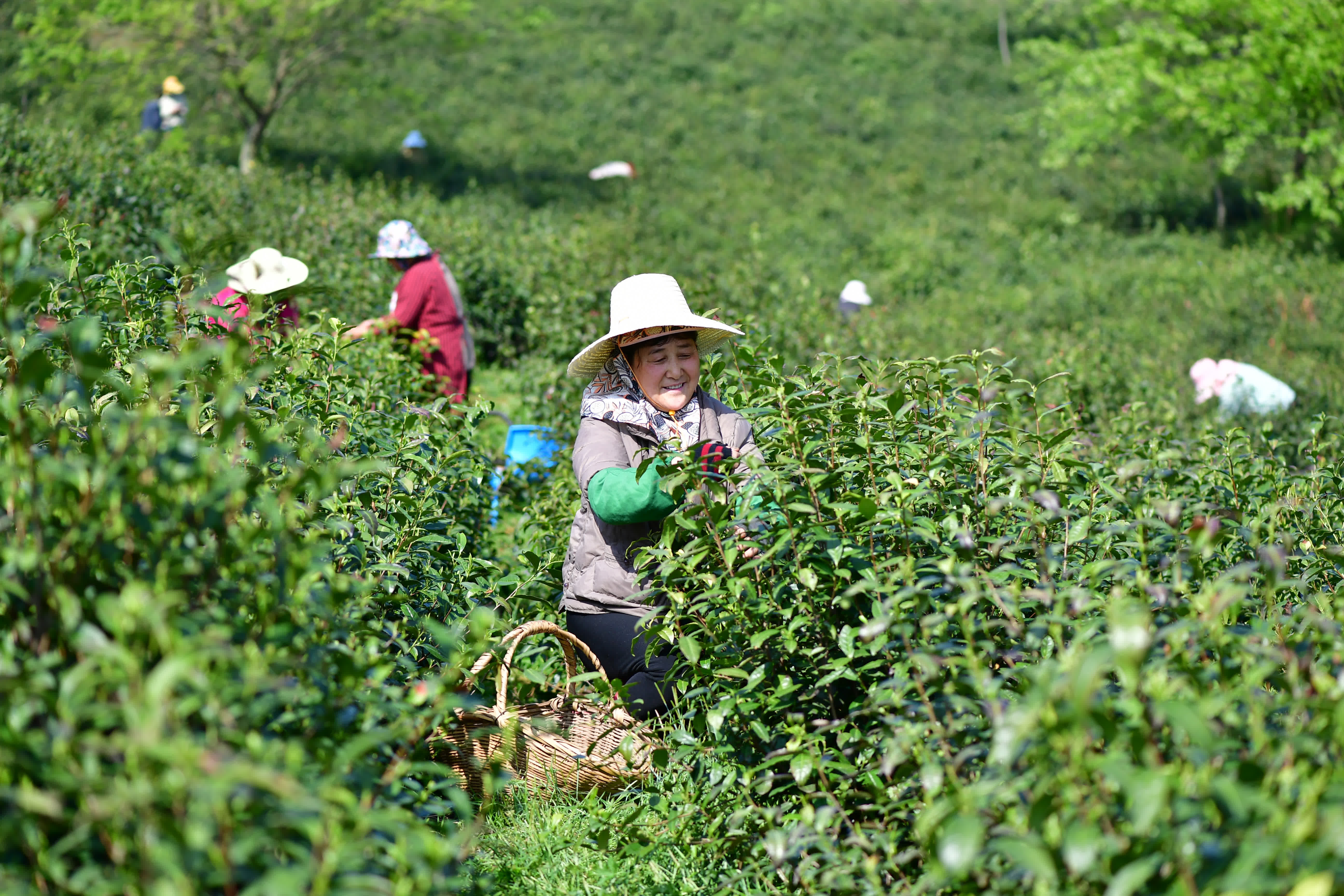 4月9日，茶農在位於合肥市肥西縣銘傳鄉聚星村的茶園裏採摘春茶。（新華社）