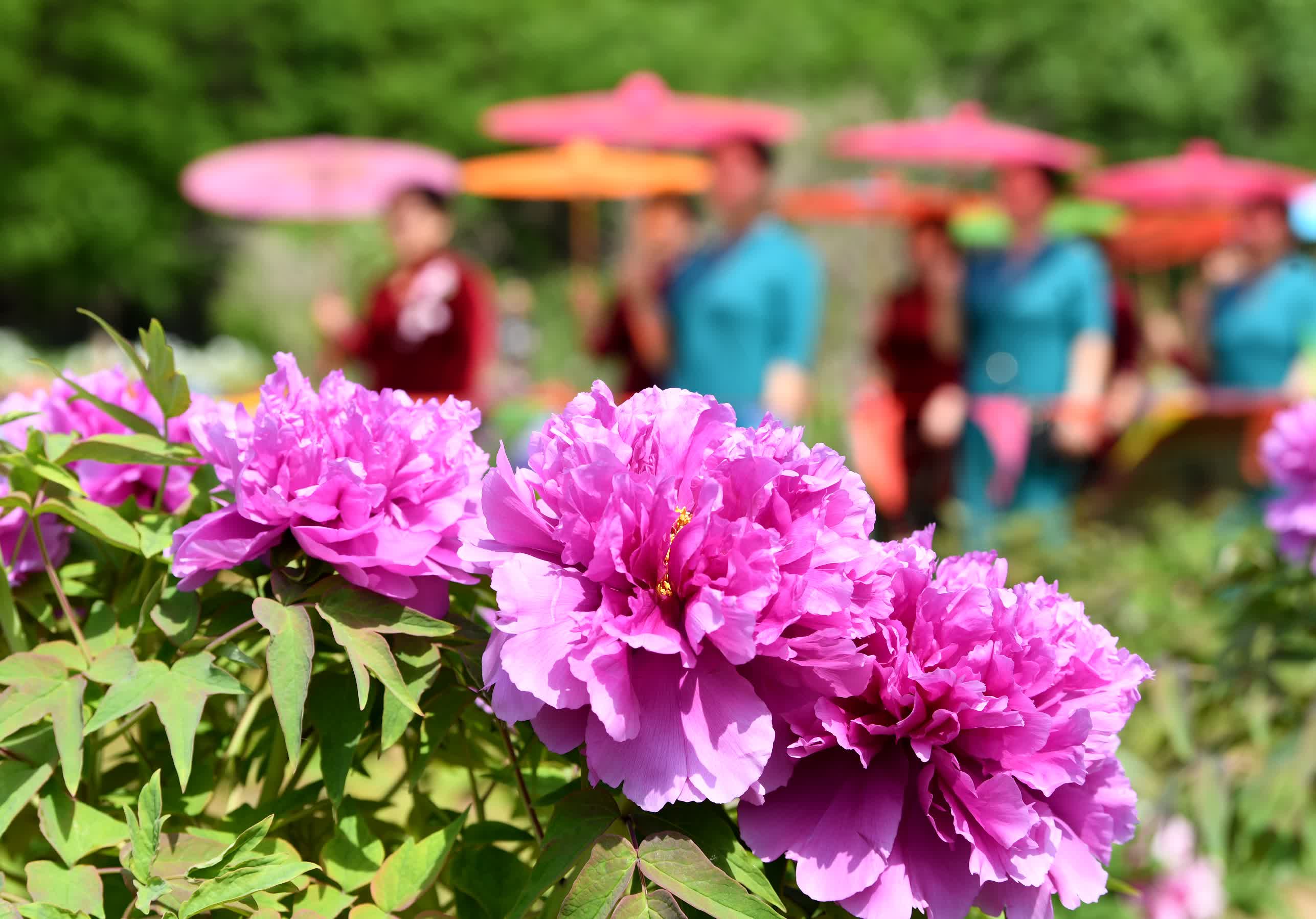 4月26日，遊客在阜城縣牡丹觀光園內賞花。（新華社）