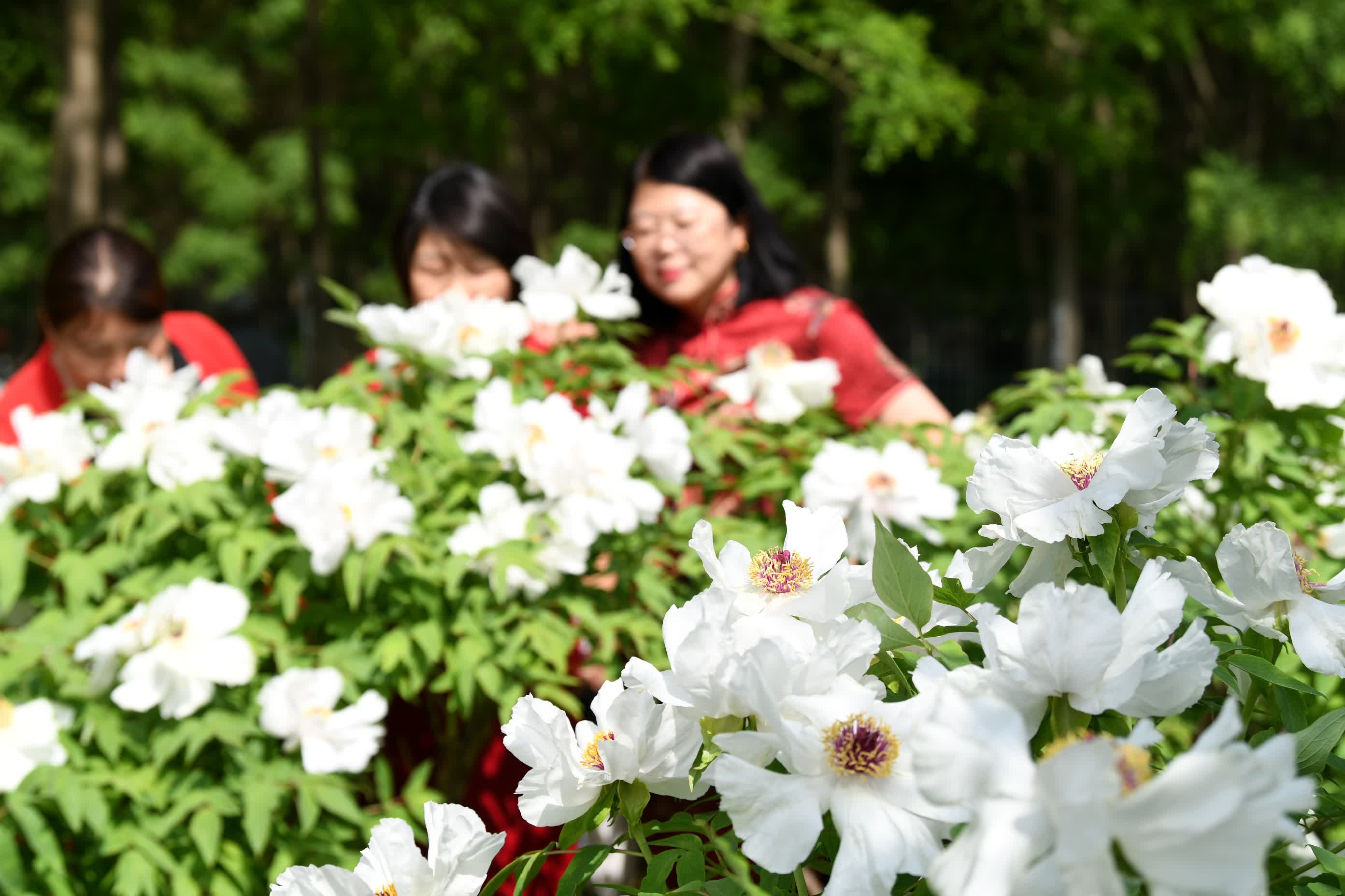 4月26日，遊客在阜城縣牡丹觀光園內賞花。（新華社）