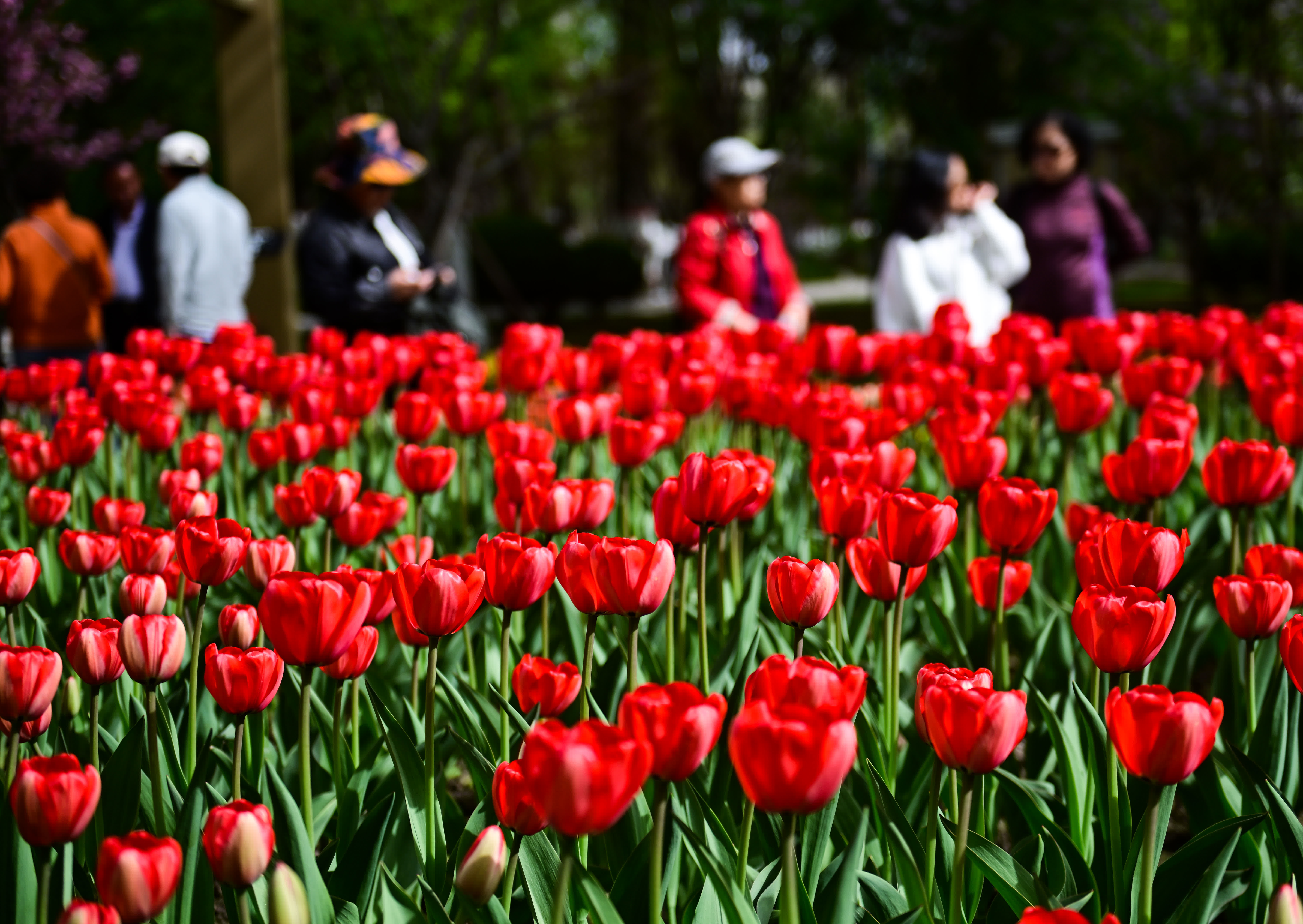 4月27日，市民在青海省西寧市人民公園內賞花。（新華社）