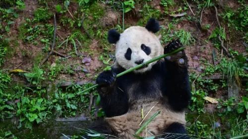 大熊貓「雲川」「鑫寶」將赴美　期限10年