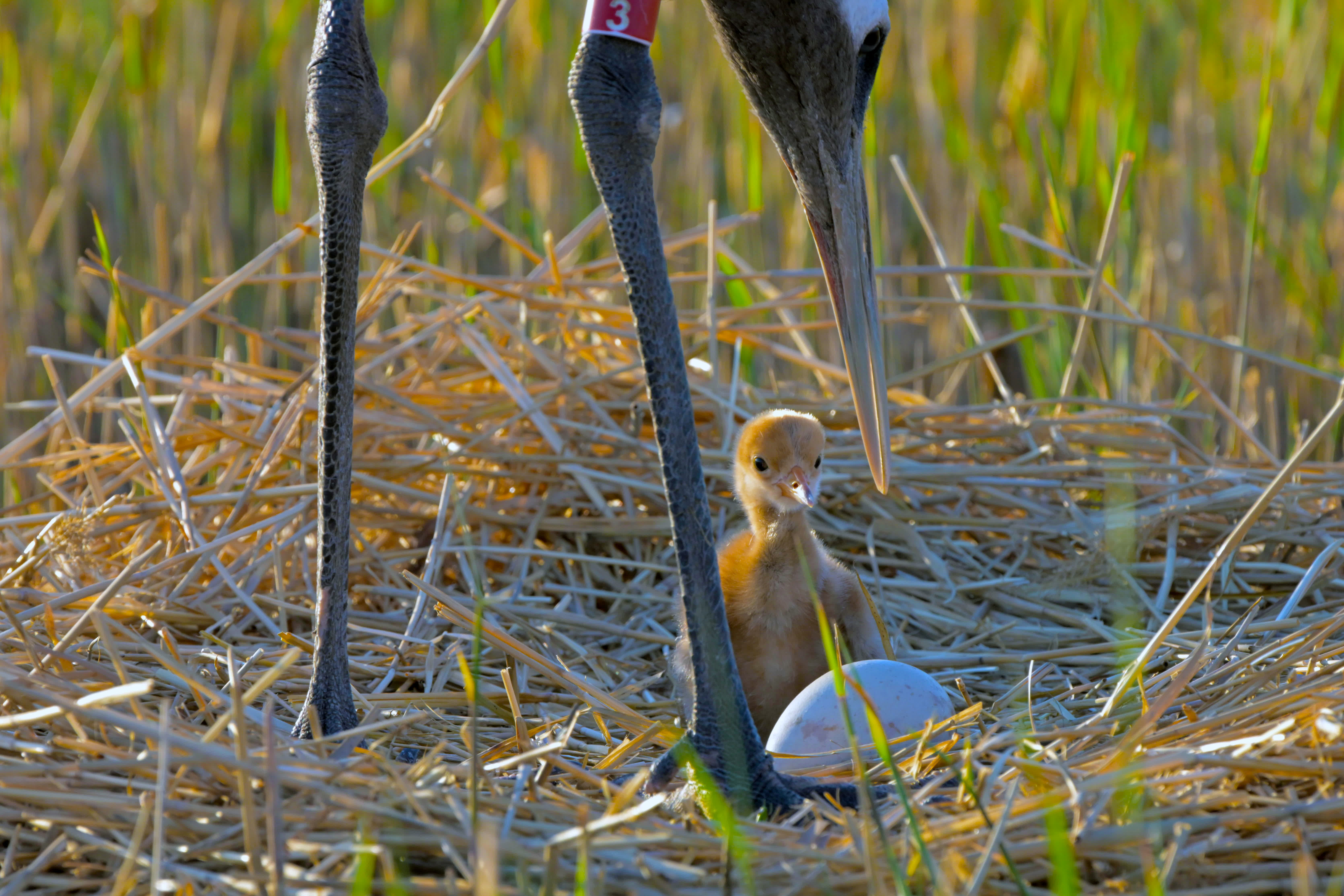 5月7日，在扎龍國家級自然保護區，丹頂鶴在看護雛鶴和鶴蛋。新華社