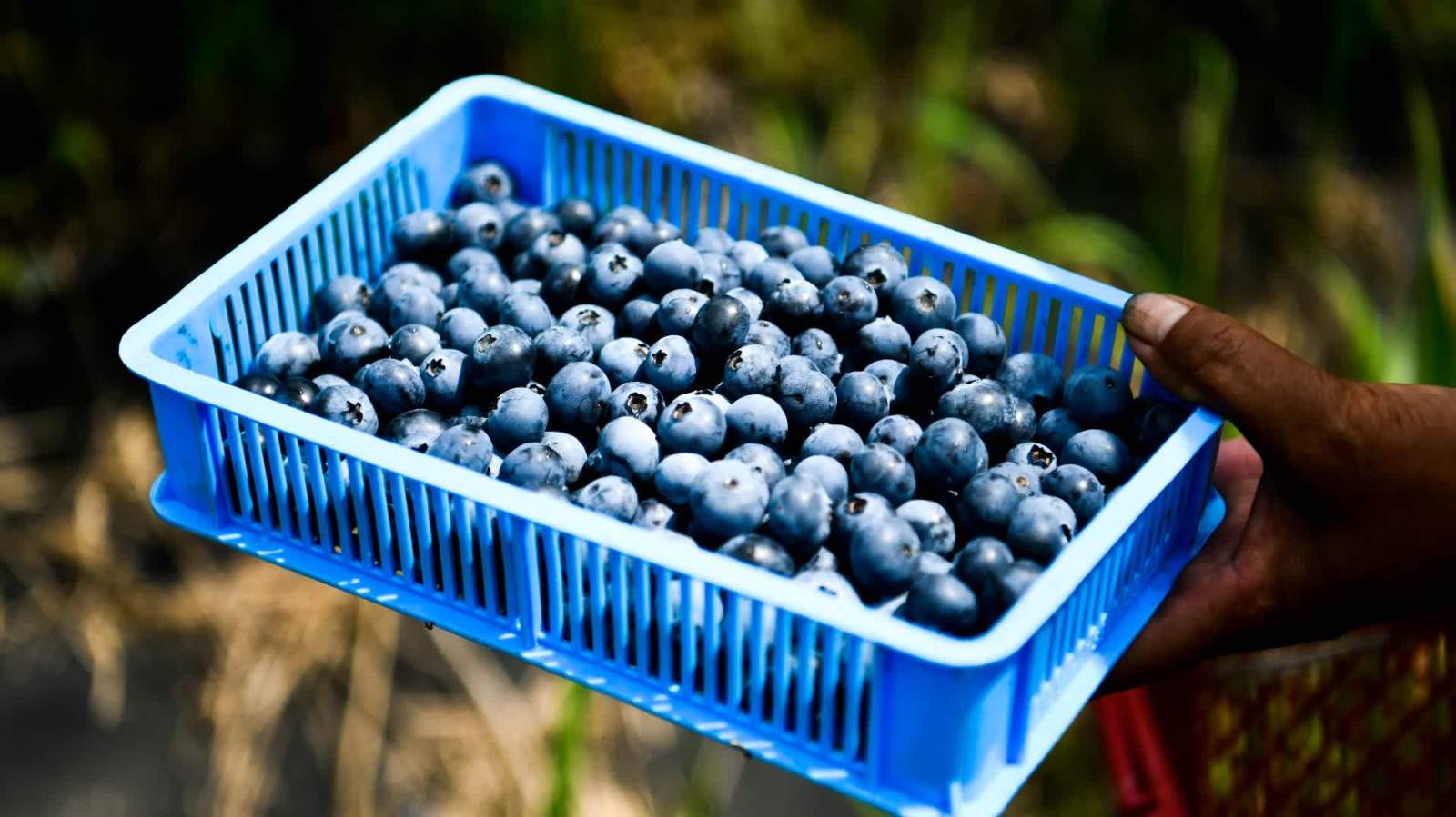 海關總署：允許符合相關要求的塞爾維亞鮮食藍莓進口