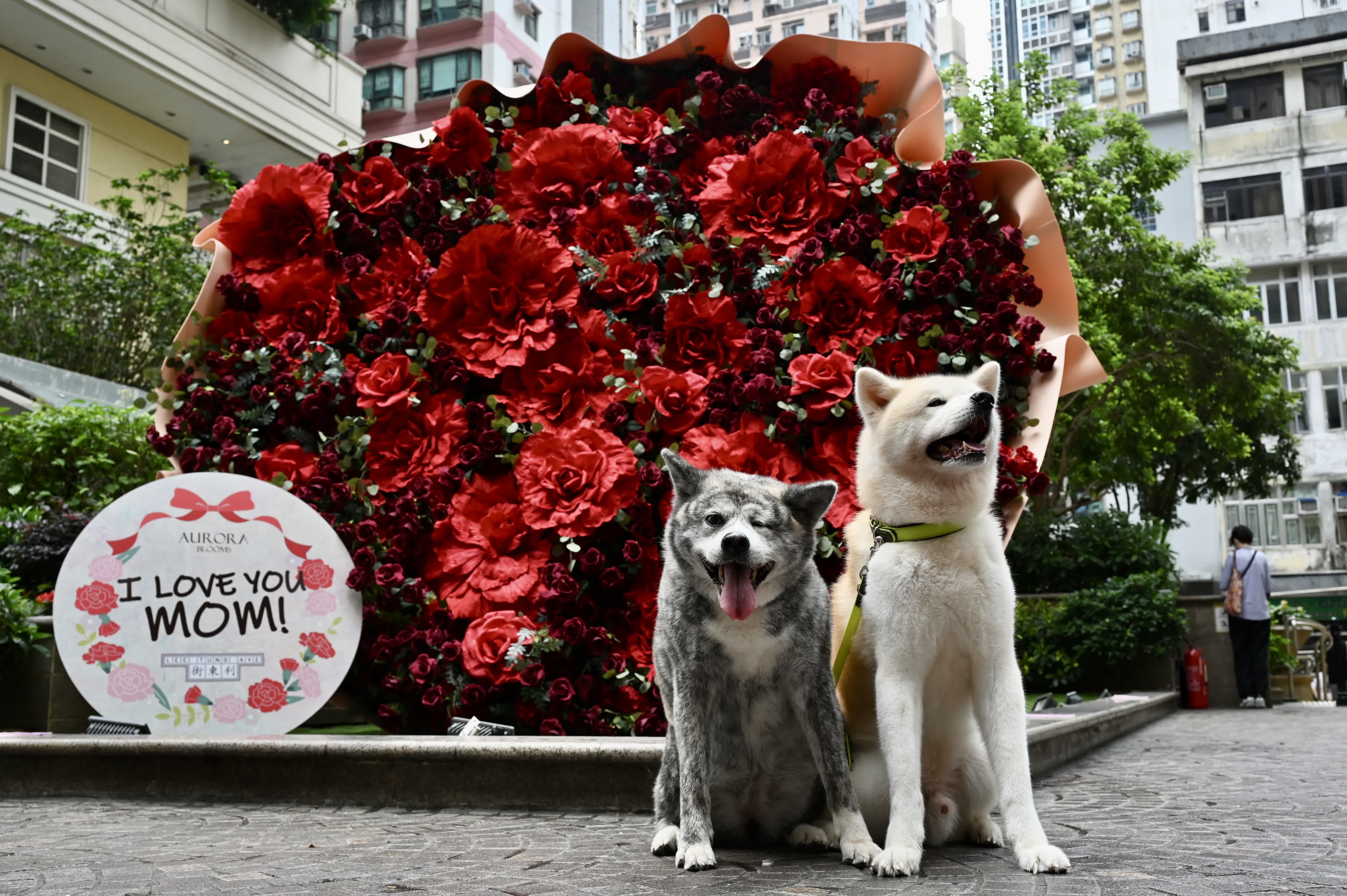 圖為可愛的寵物狗與巨型「玫瑰花束」。 （中新社）