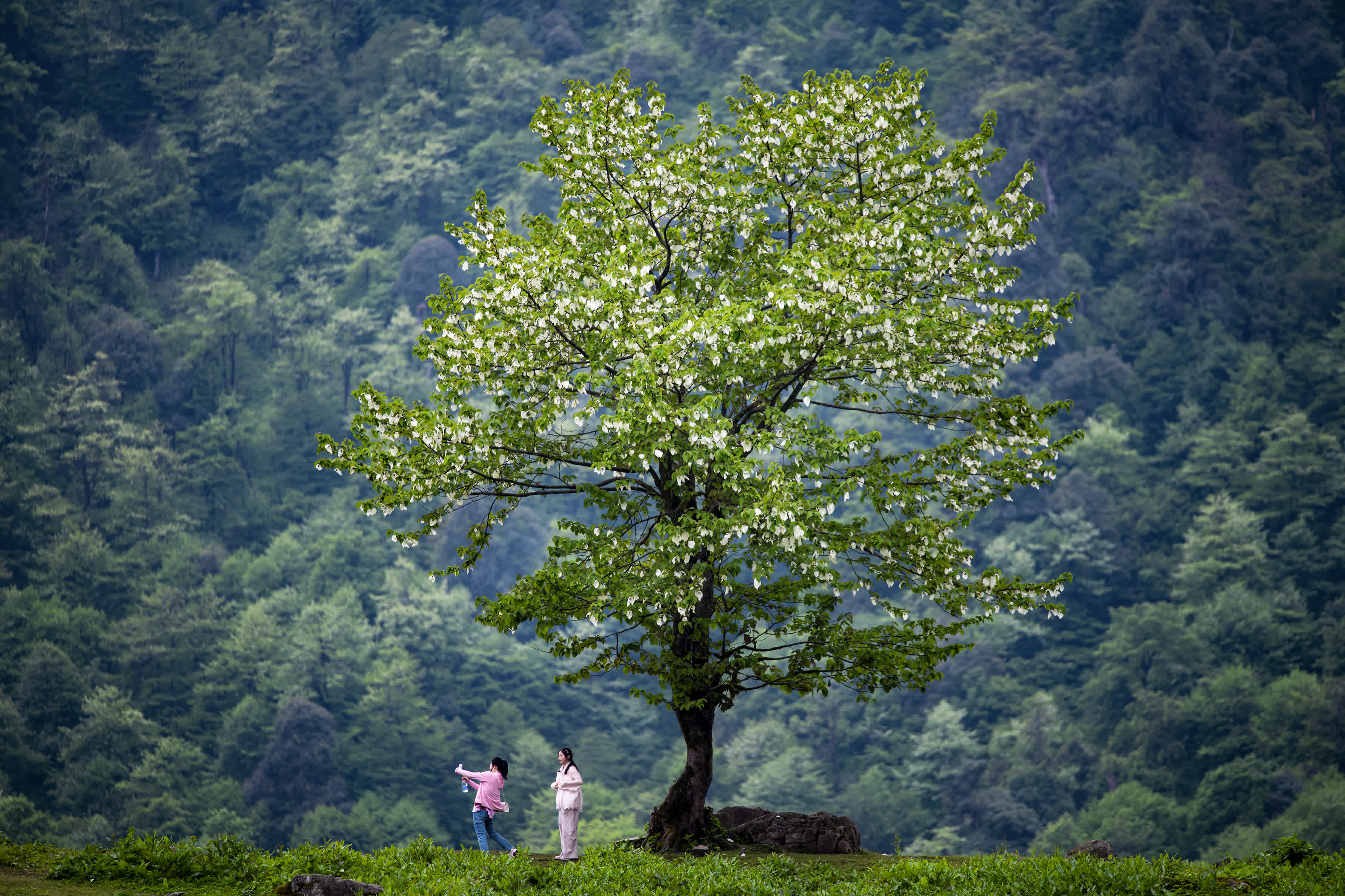 5月6日，遊客在四川省樂山市峨邊彞族自治縣黑竹溝的珙桐樹下拍照遊玩。（新華社）