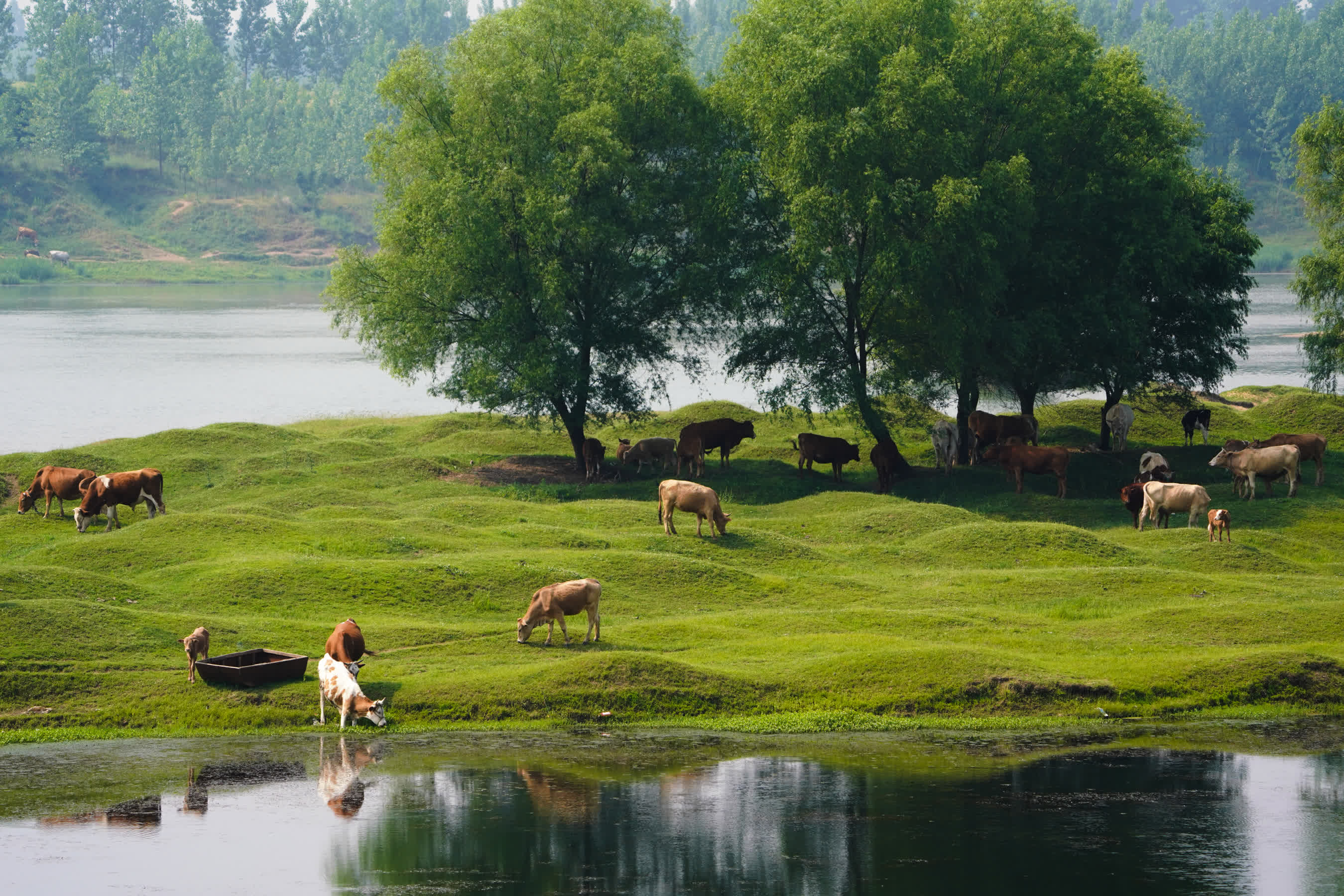 5月7日，在河南省駐馬店市正陽縣大林鎮，牛群在淮河岸邊吃草。（新華社）